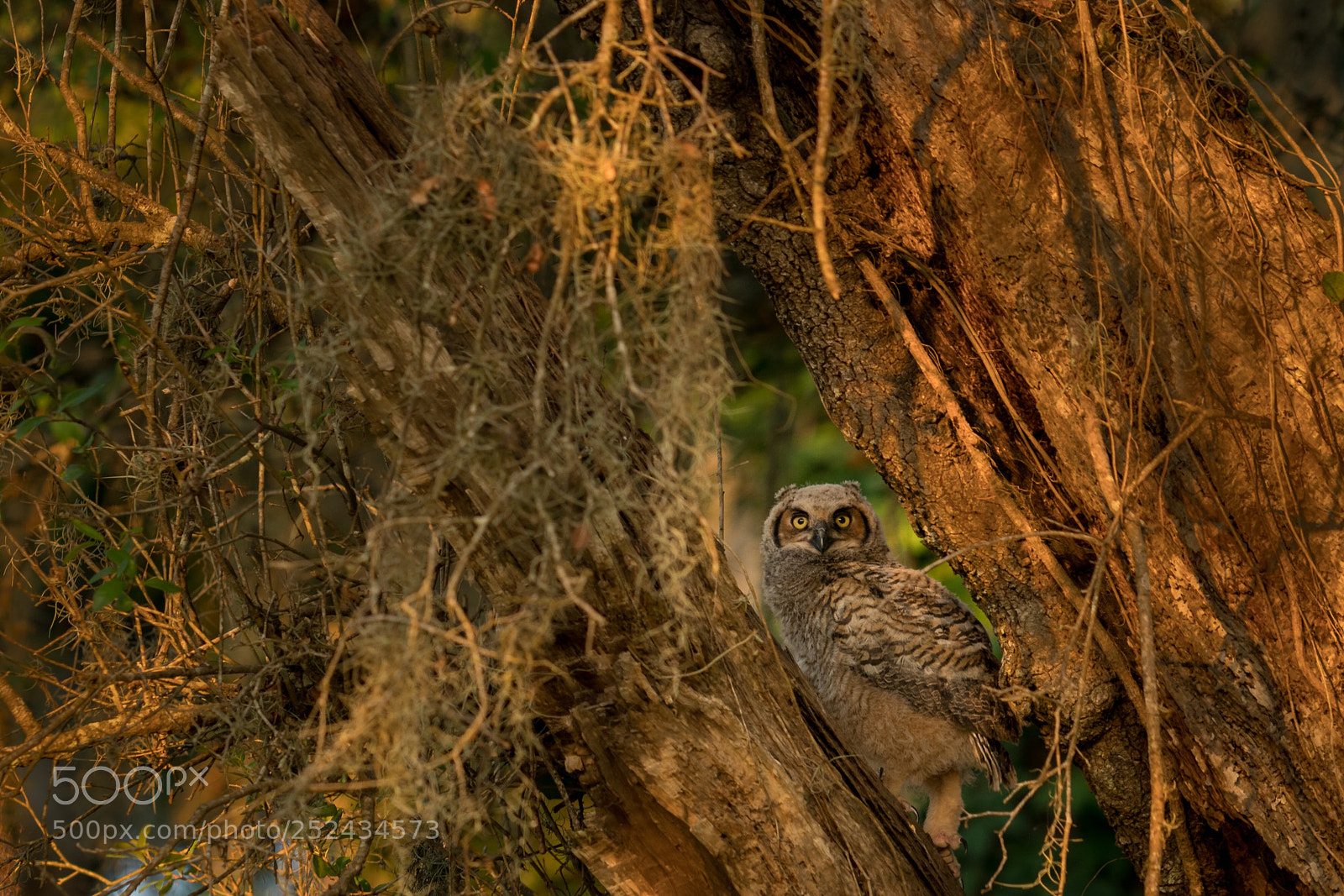 Sony a7R II sample photo. Great horned owl  photography