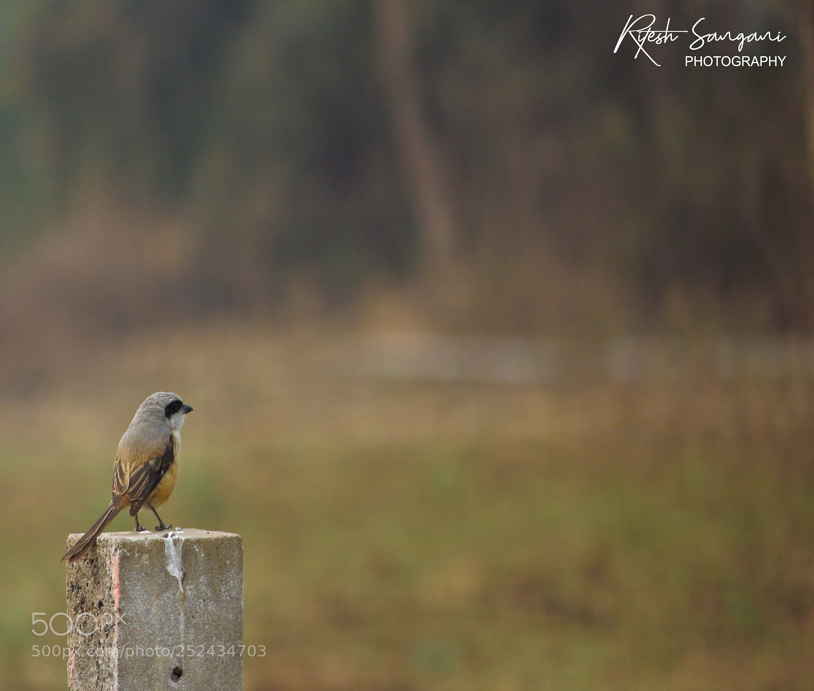 Canon EOS 700D (EOS Rebel T5i / EOS Kiss X7i) sample photo. Long tail shrike.....! photography