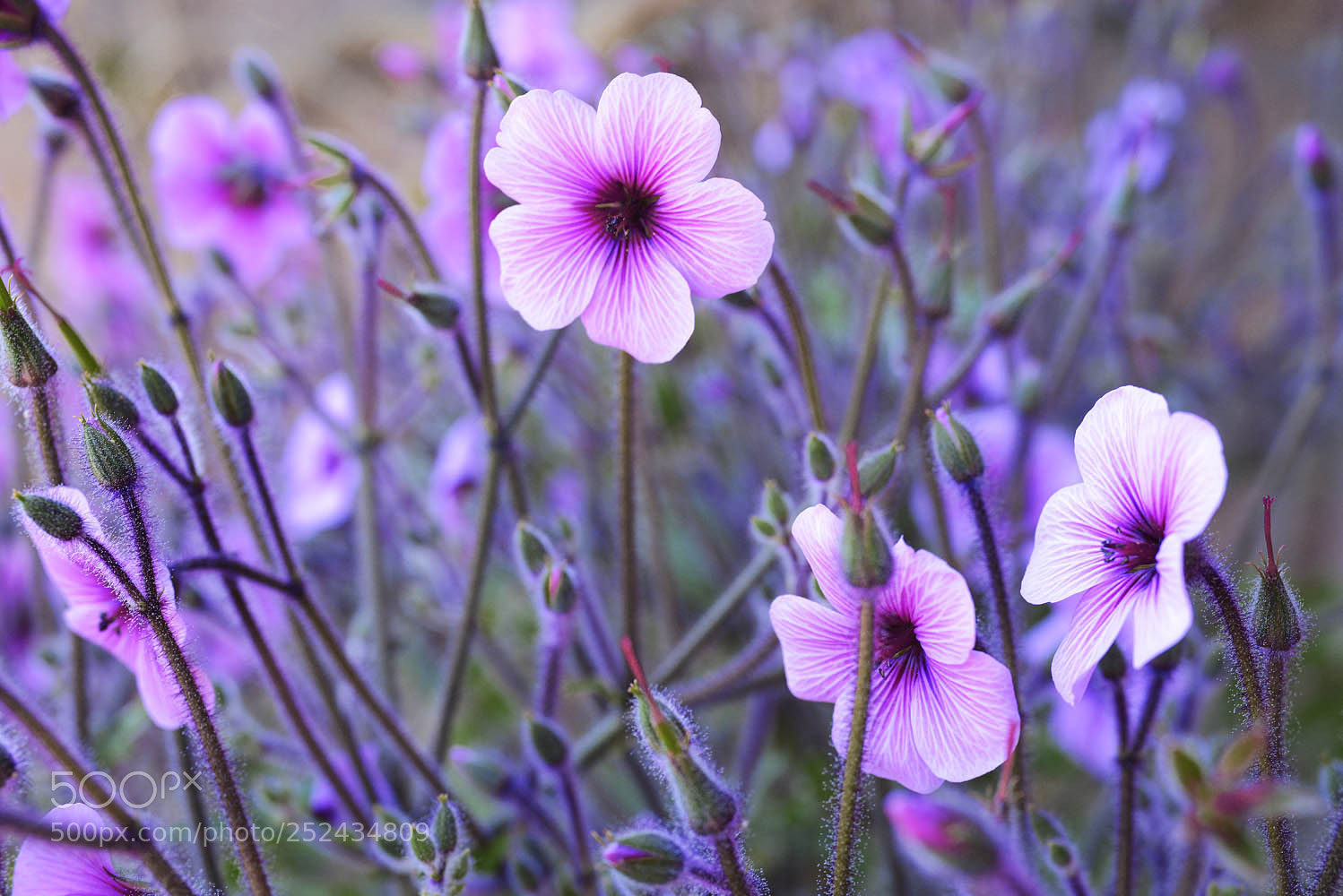 Nikon D800 sample photo. Pink heaven photography