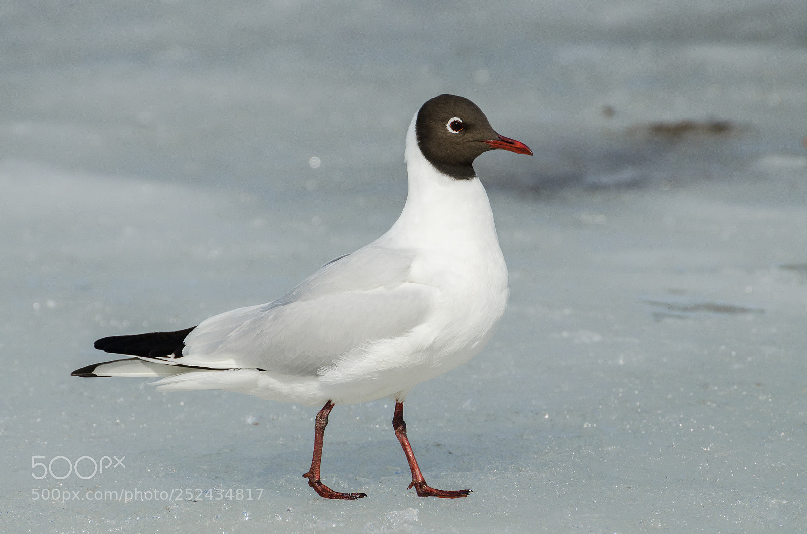 Nikon D5100 sample photo. Black-headed gull photography