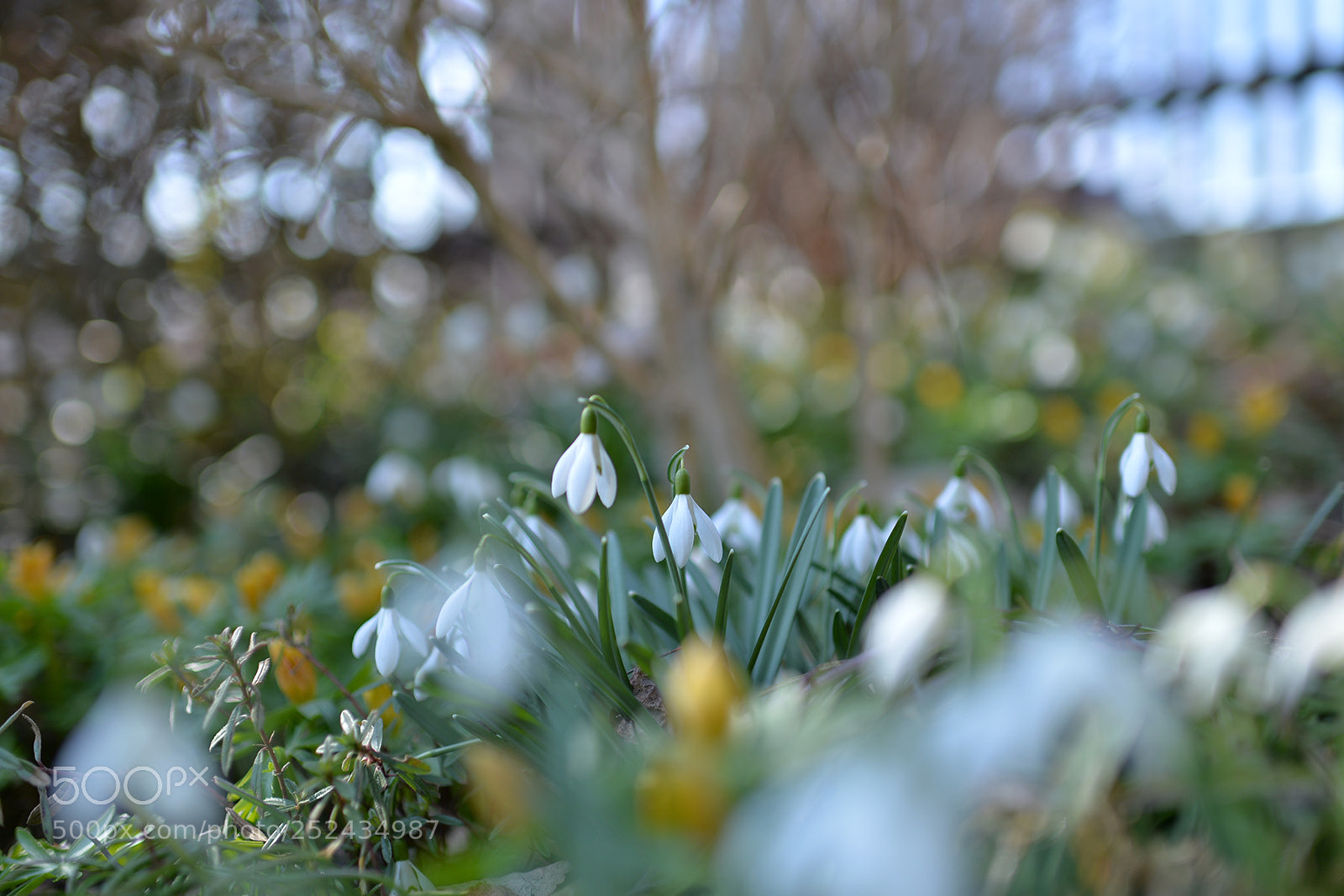 Nikon Df sample photo. April comes photography