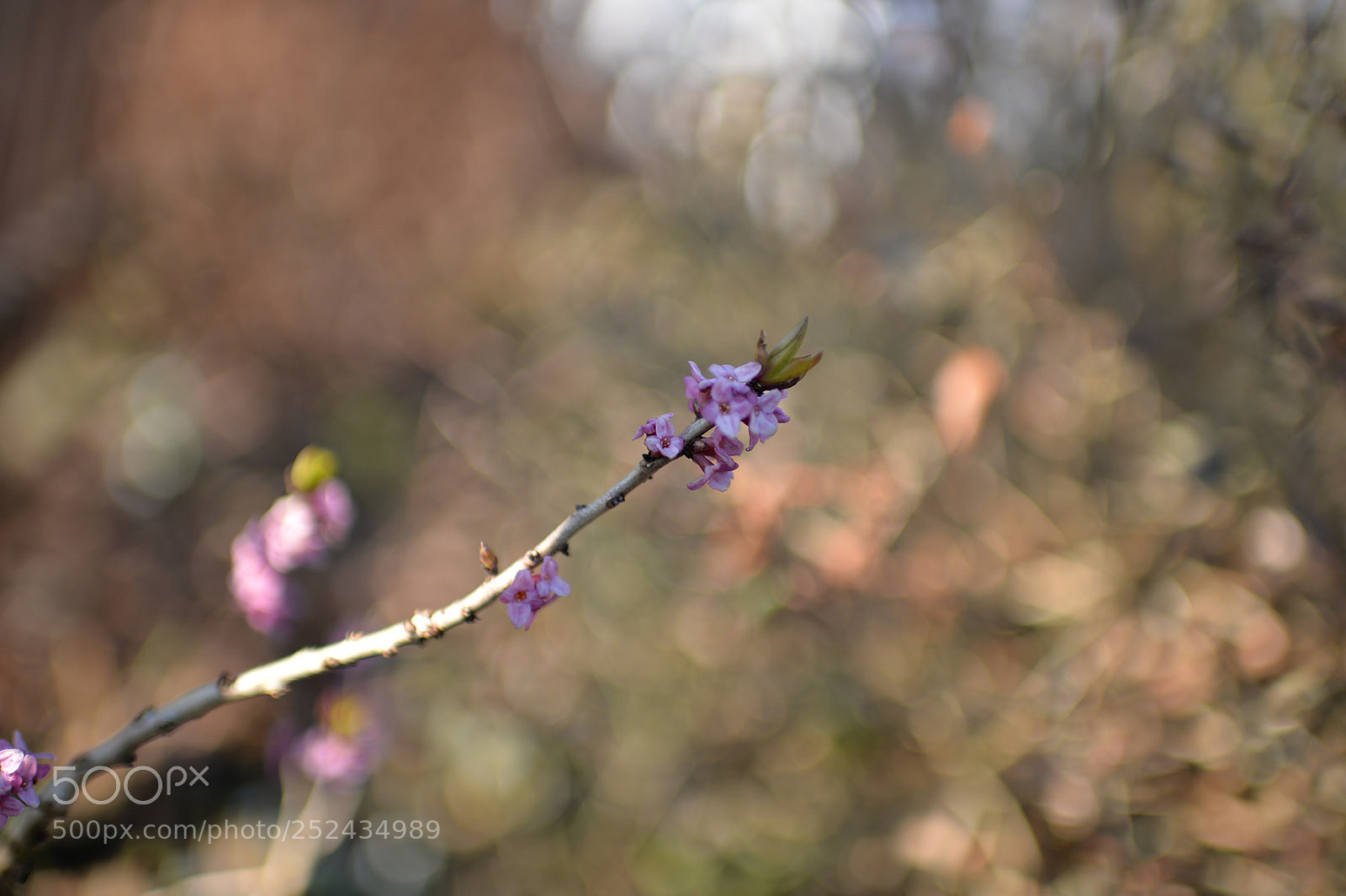 Nikon Df sample photo. April comes ii photography