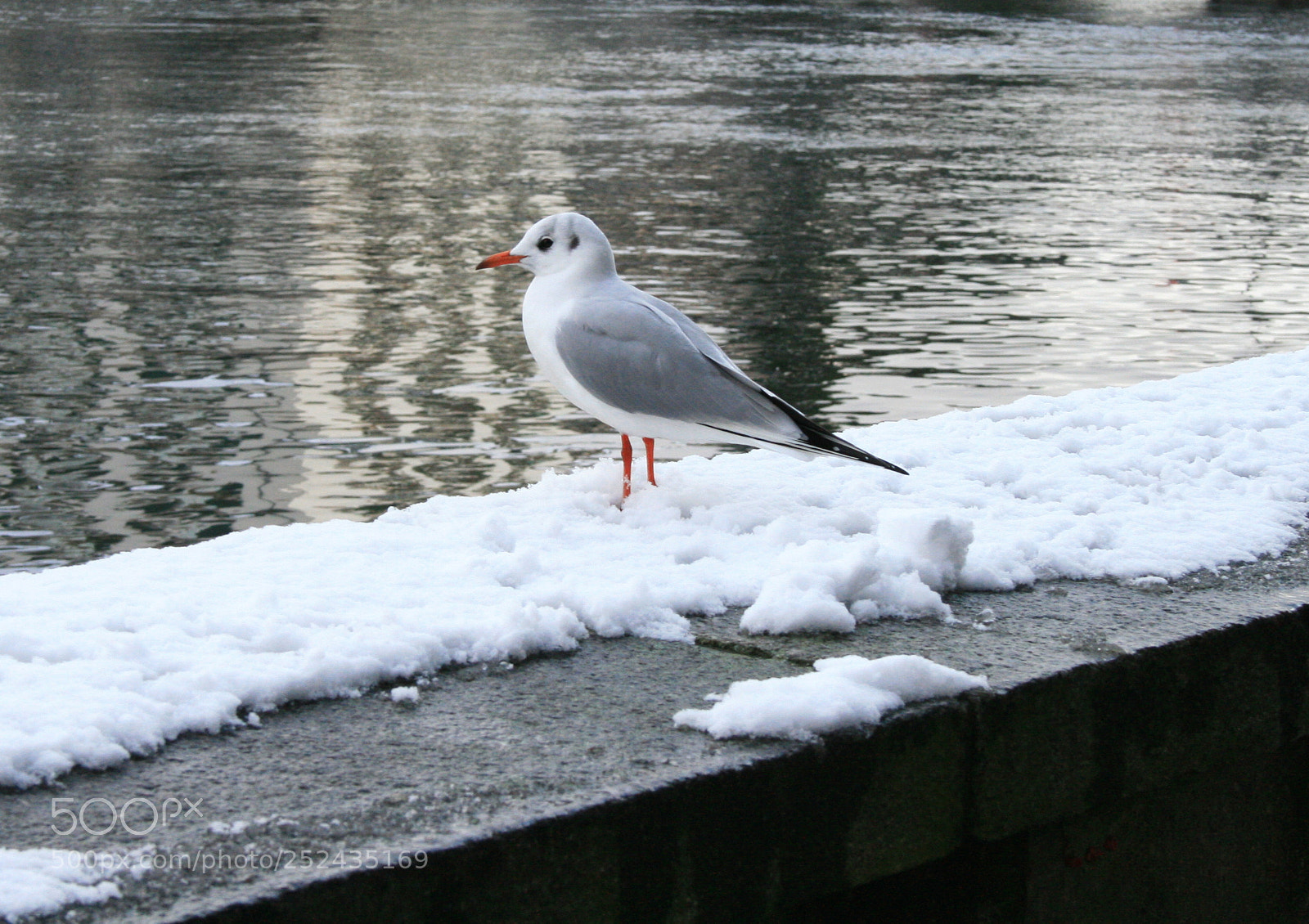 Canon EOS 400D (EOS Digital Rebel XTi / EOS Kiss Digital X) sample photo. Snow lover photography