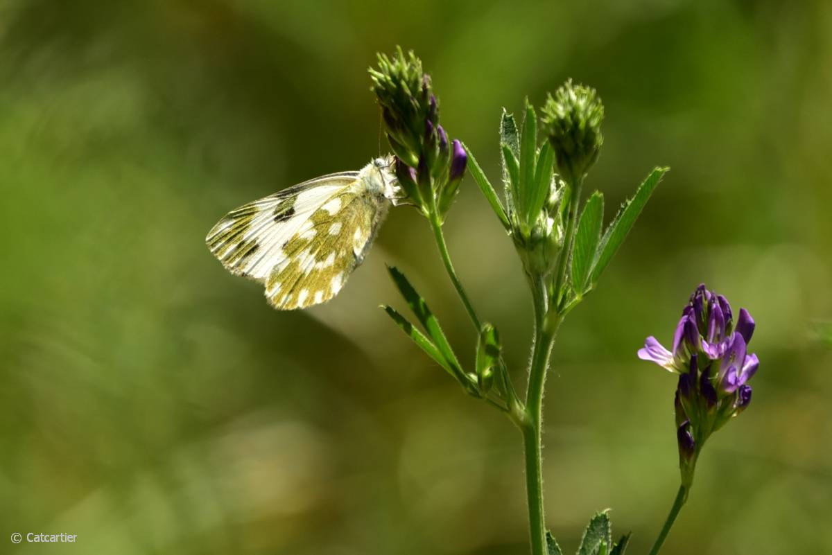 Nikon D750 + Nikon Nikkor AF-S 300mm F4E PF ED VR sample photo. Marbré de vert photography