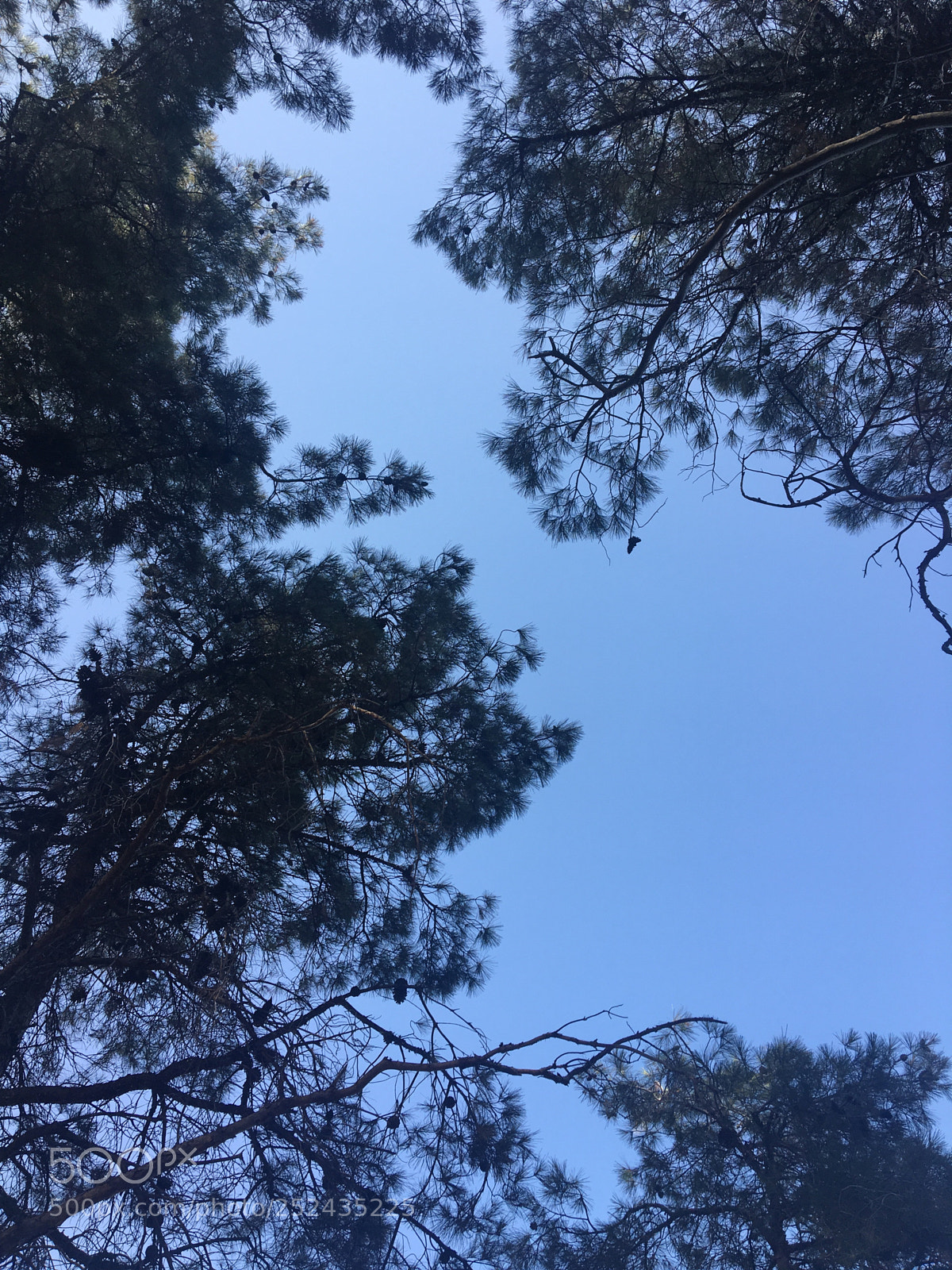Apple iPhone 6s sample photo. Untitled photography