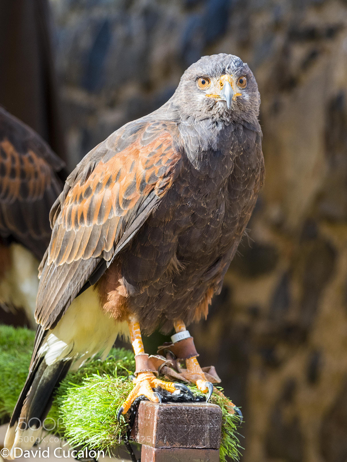 Olympus OM-D E-M5 II sample photo. Eagle photography