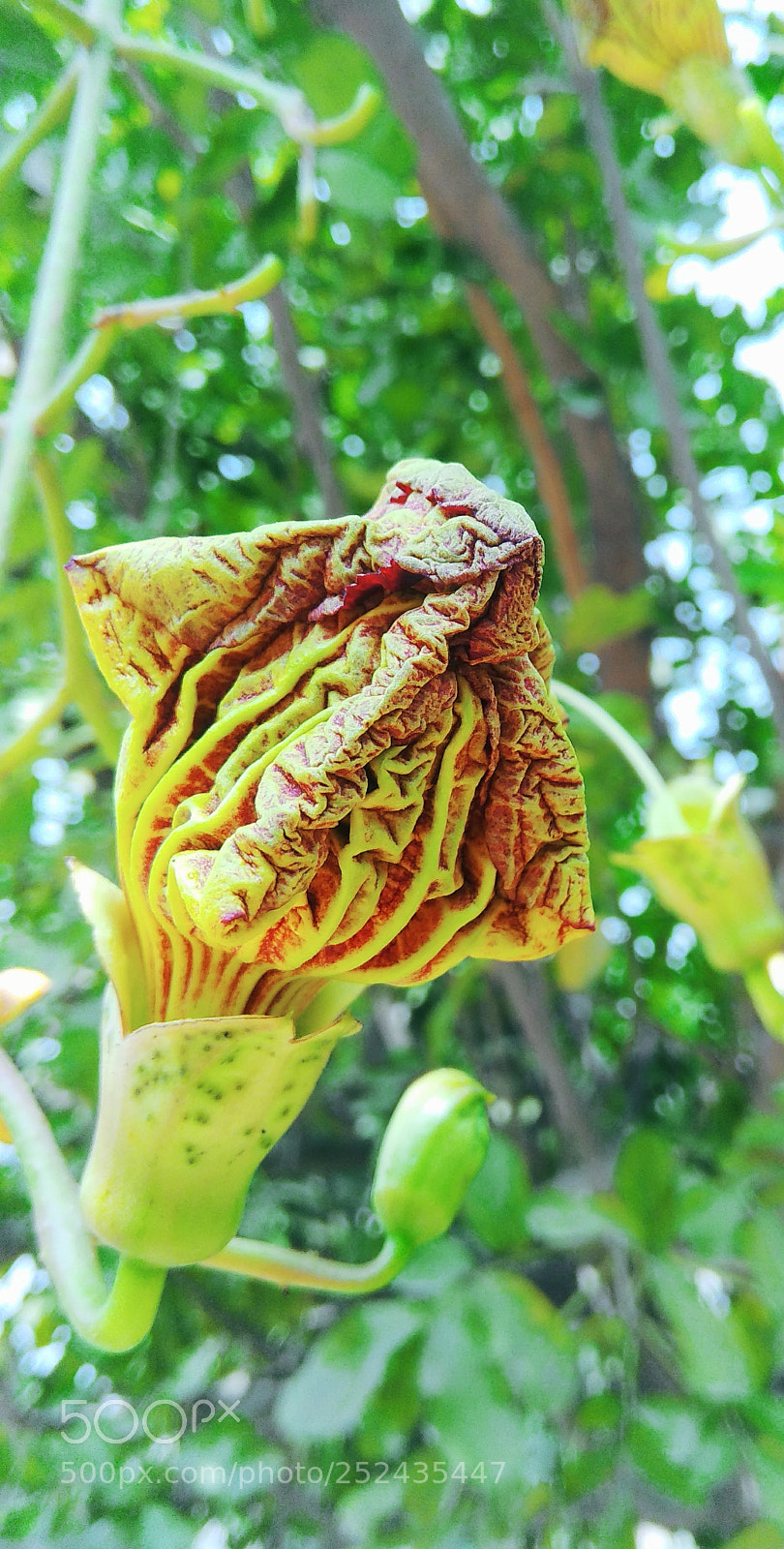 Xiaomi Redmi Note 4 sample photo. Exotic flowers of india photography