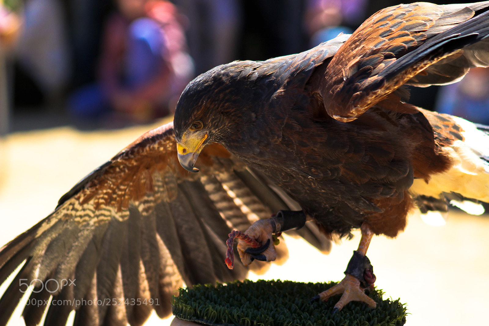 Canon EOS 100D (EOS Rebel SL1 / EOS Kiss X7) sample photo. Bird photography