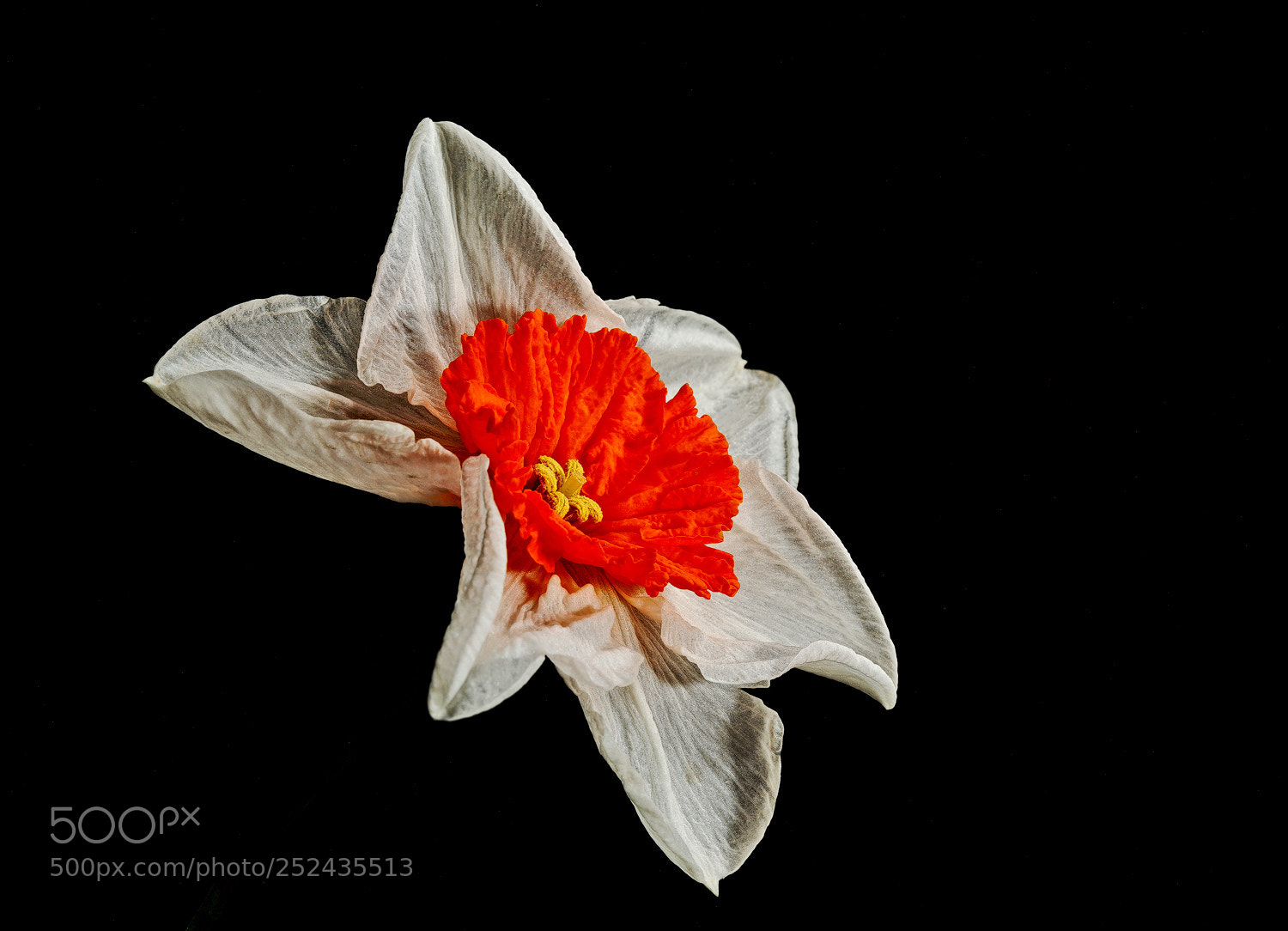 Sony a7R II sample photo. Floating daff photography