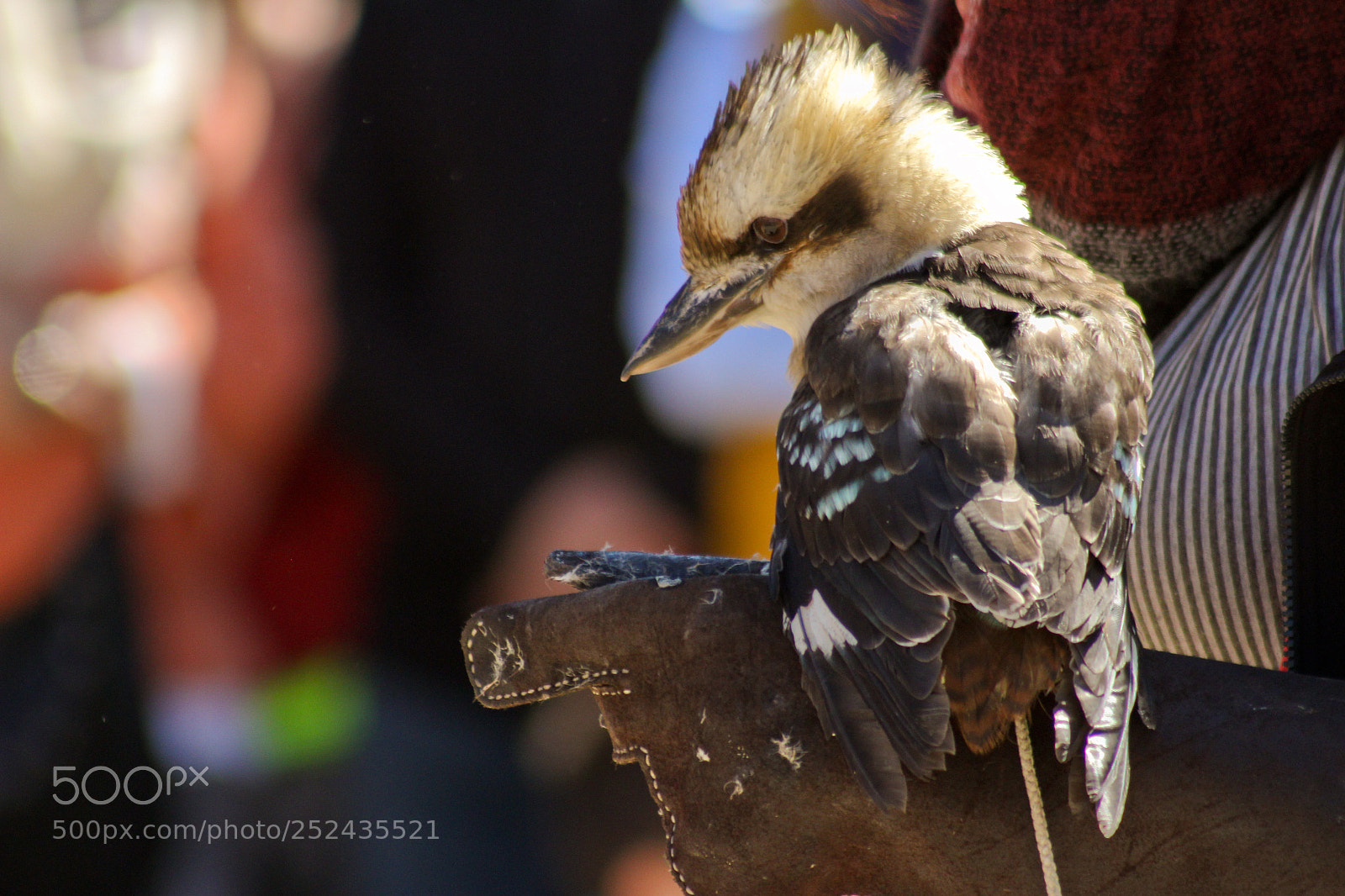 Canon EOS 100D (EOS Rebel SL1 / EOS Kiss X7) sample photo. Bird photography