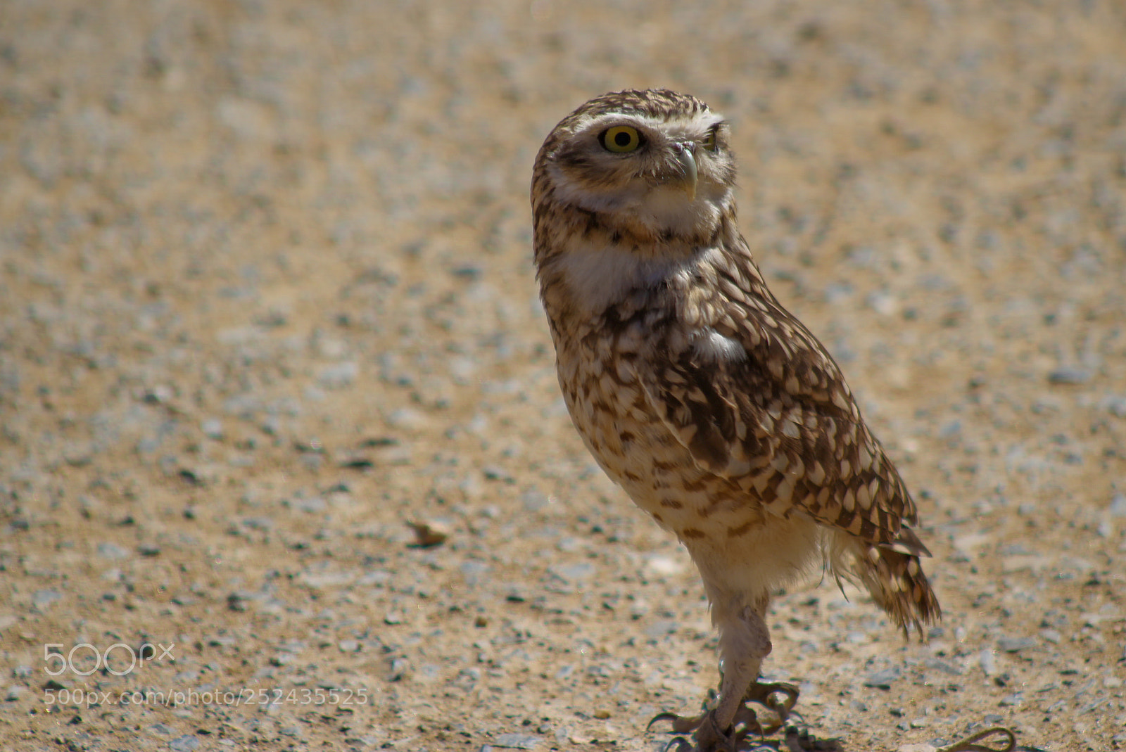 Canon EOS 100D (EOS Rebel SL1 / EOS Kiss X7) sample photo. Funny bird photography