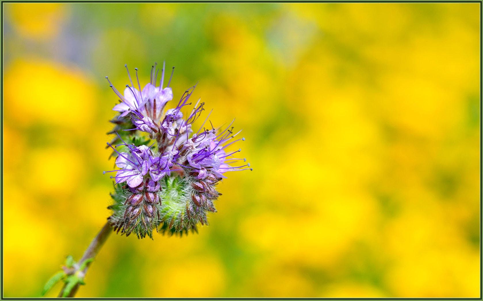 Sigma 105mm F2.8 EX DG OS HSM sample photo. Sun-baked phacelia photography
