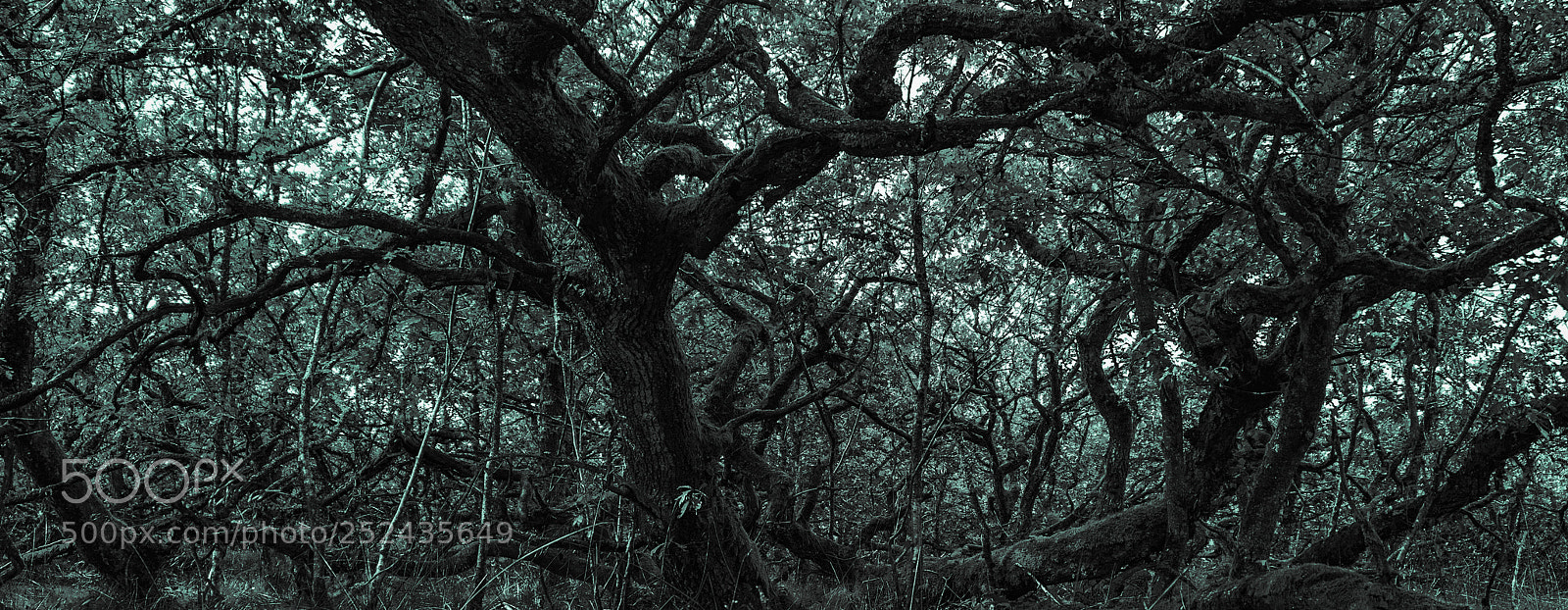 Sony ILCA-77M2 sample photo. Oaks photography