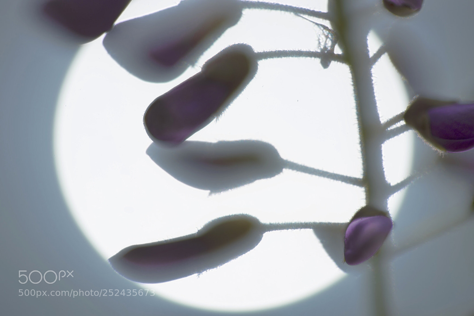 Nikon D810 sample photo. Wisteria photography