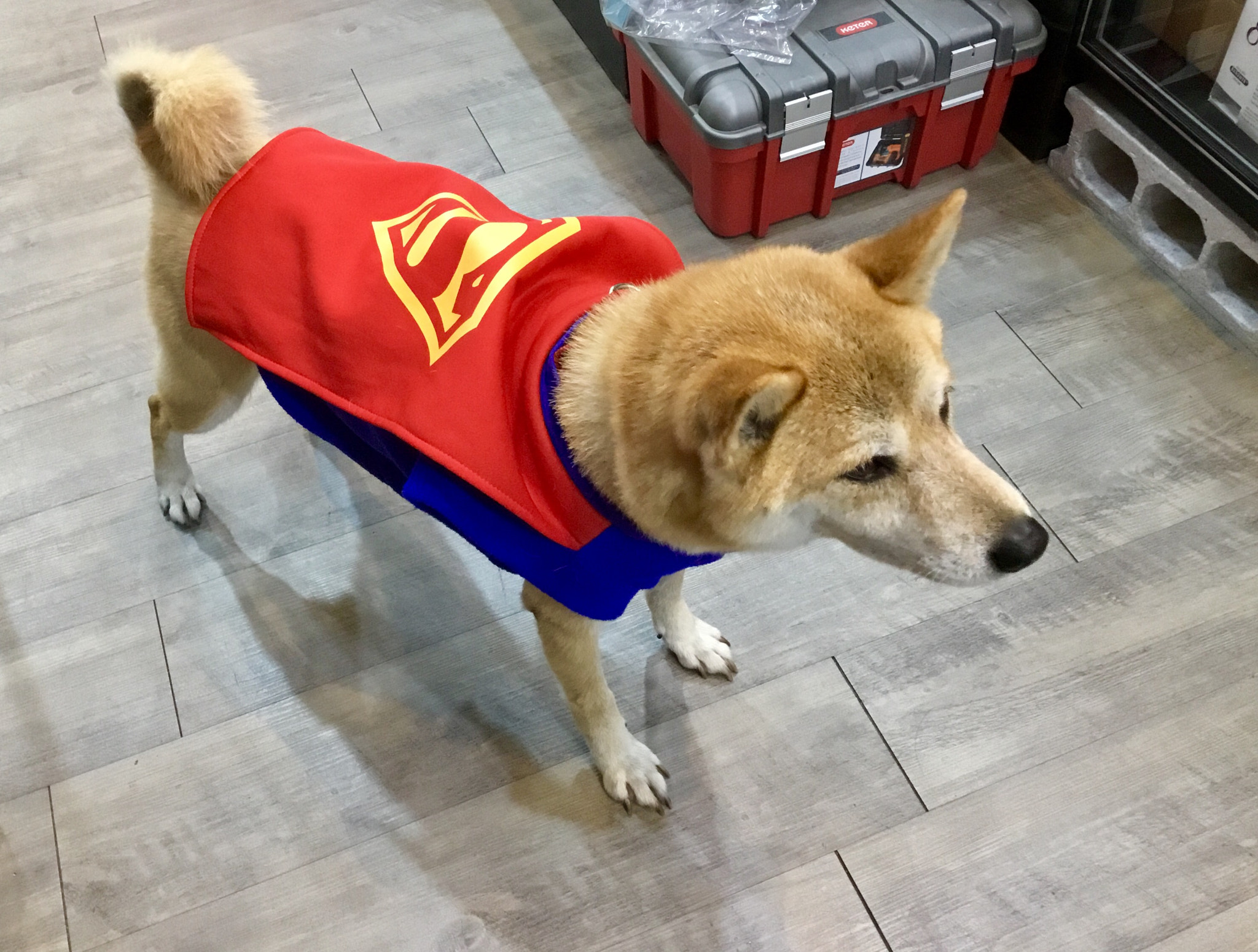 Apple iPad sample photo. Super dog photography