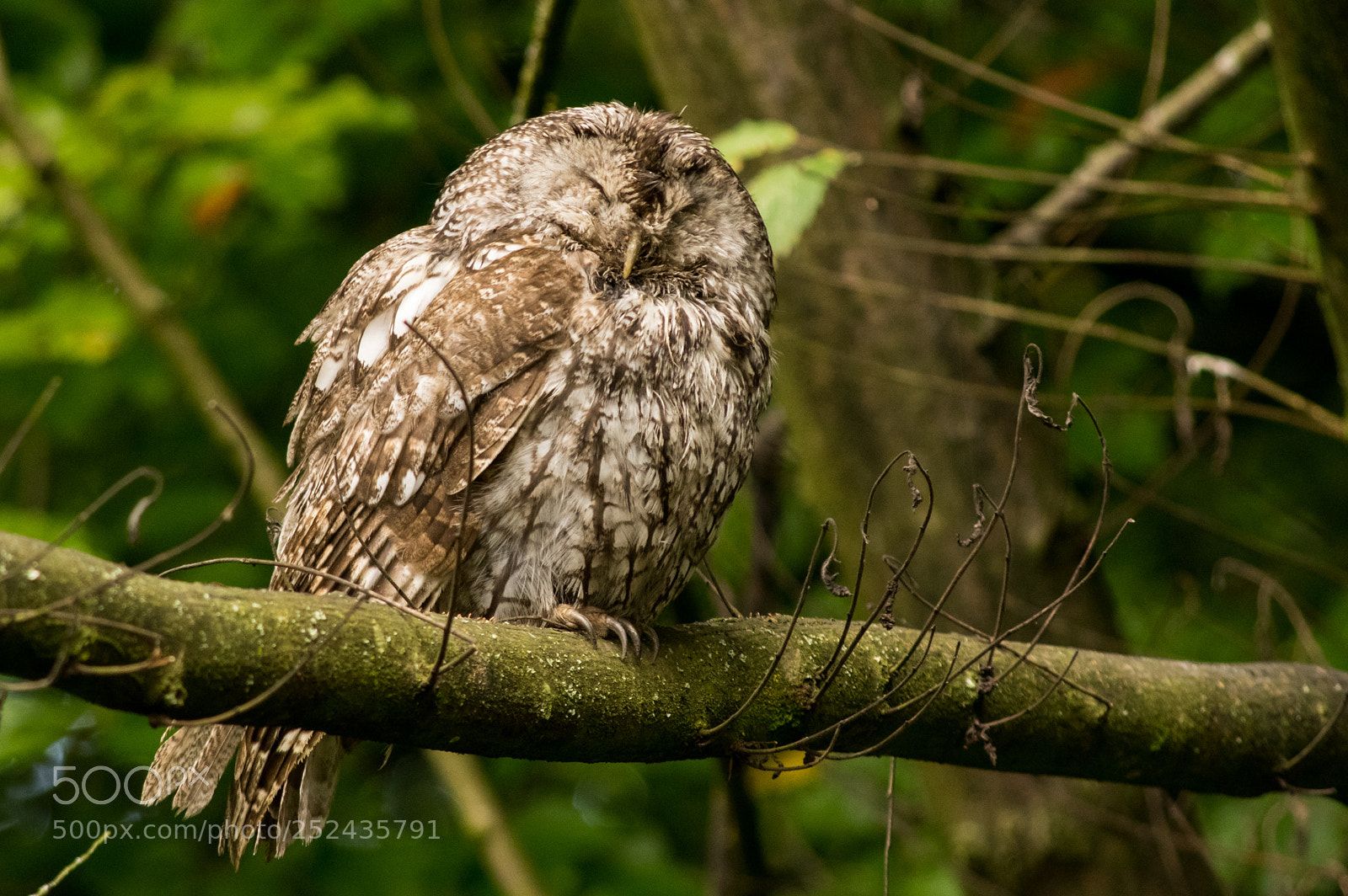 Pentax K-3 sample photo. Tawny owl photography