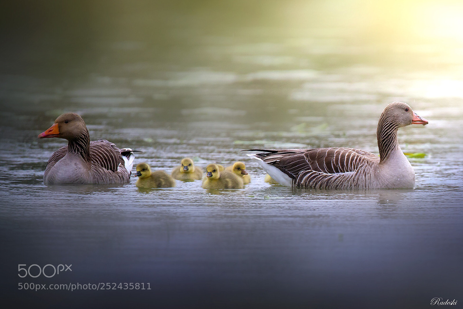 Nikon D800E sample photo. A united family photography