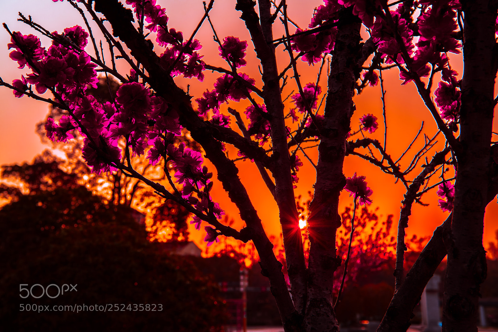 Nikon D800E sample photo. Plum and sunset photography