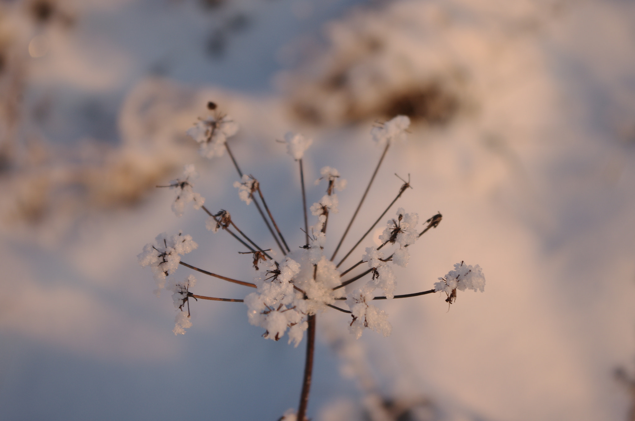 smc PENTAX-DA L 18-55mm F3.5-5.6 sample photo. Fiocco di neve photography