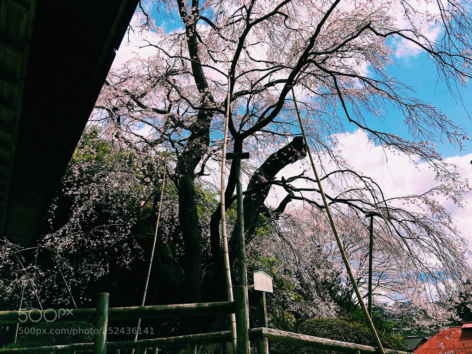 Apple iPhone 6s Plus sample photo. Ｓａｋｕｒａ photography