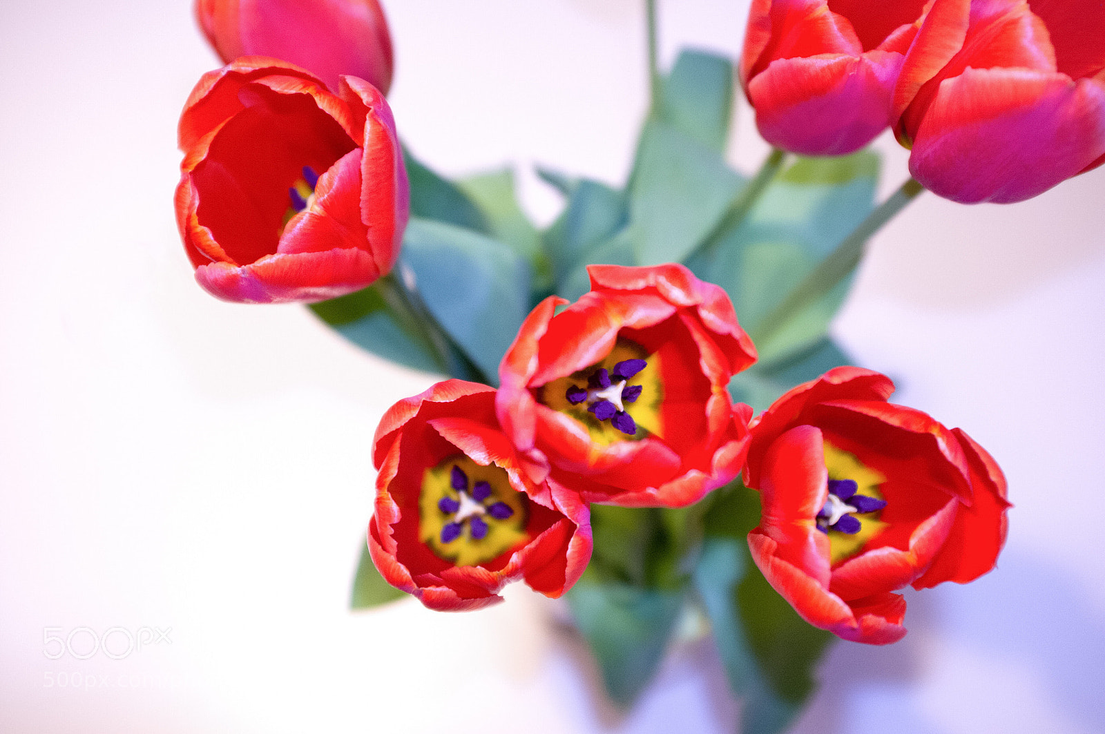 Fujifilm FinePix X100 sample photo. Tulips photography