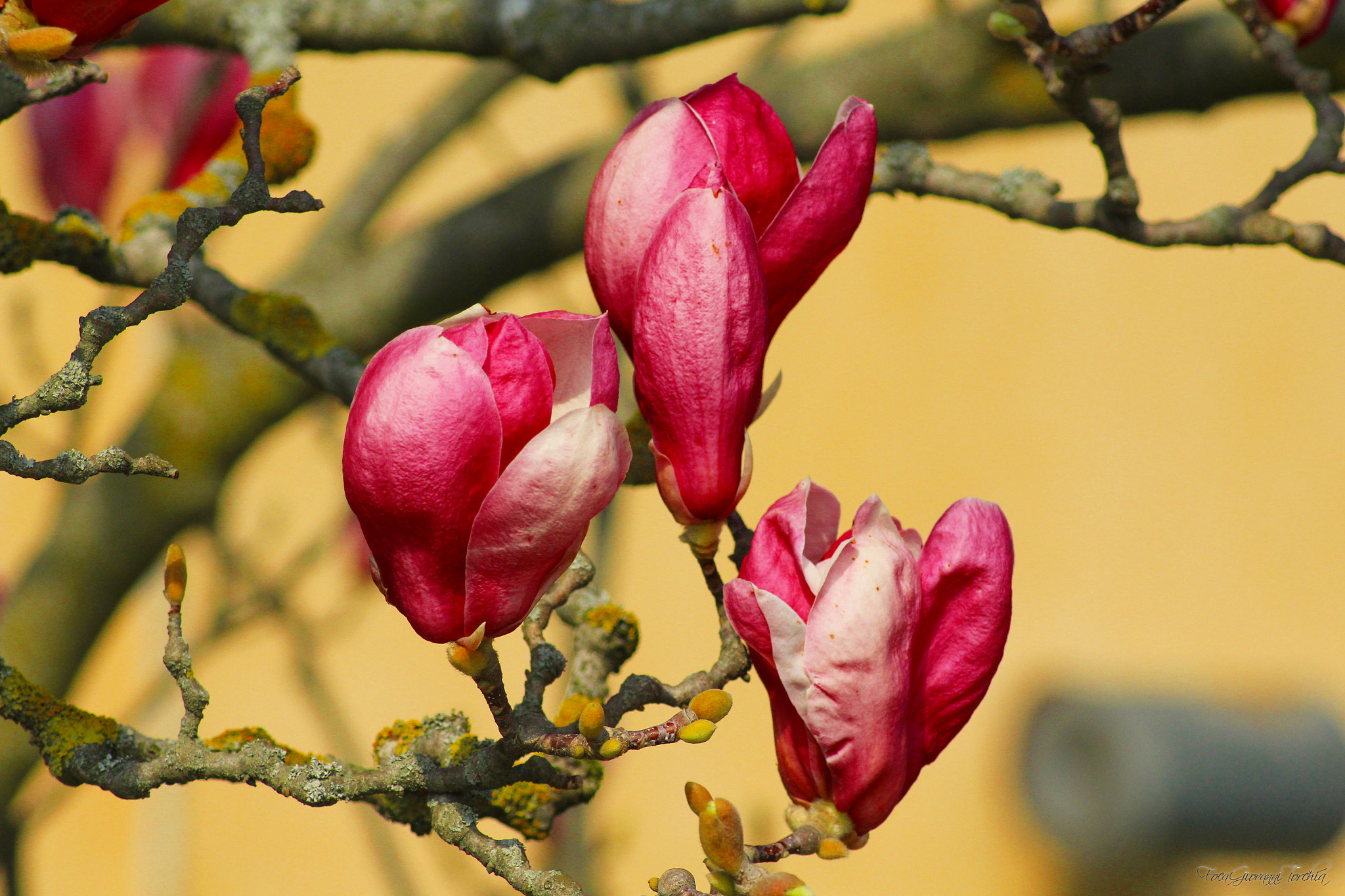 Canon EOS 1200D (EOS Rebel T5 / EOS Kiss X70 / EOS Hi) sample photo. Flower... photography
