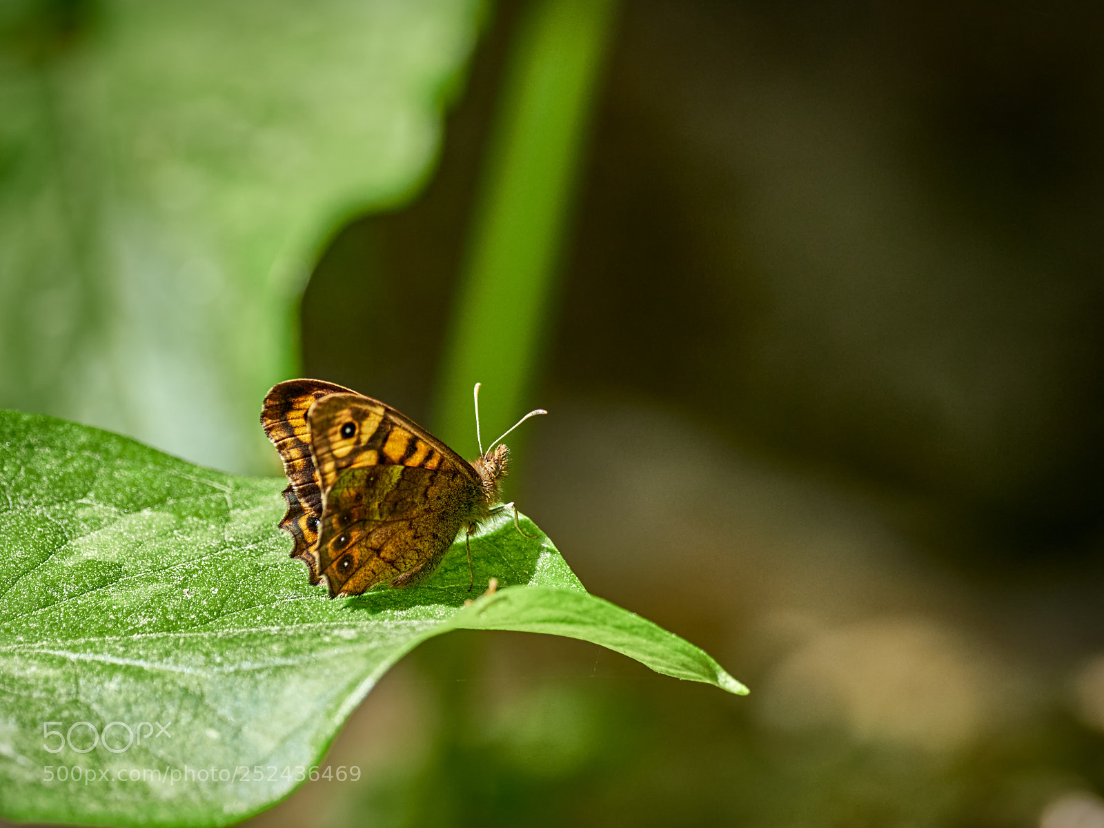Olympus OM-D E-M1 Mark II sample photo. Pararge aegeria photography