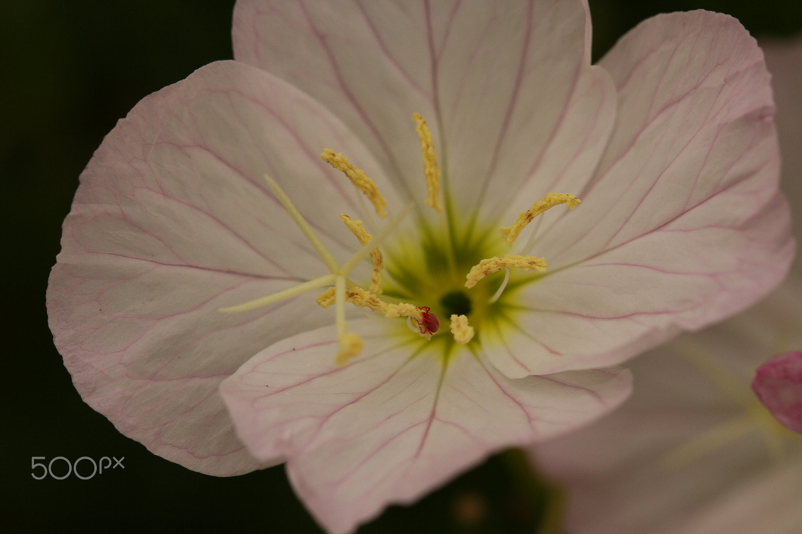 Canon EF 100mm F2.8L Macro IS USM sample photo. Hiding photography