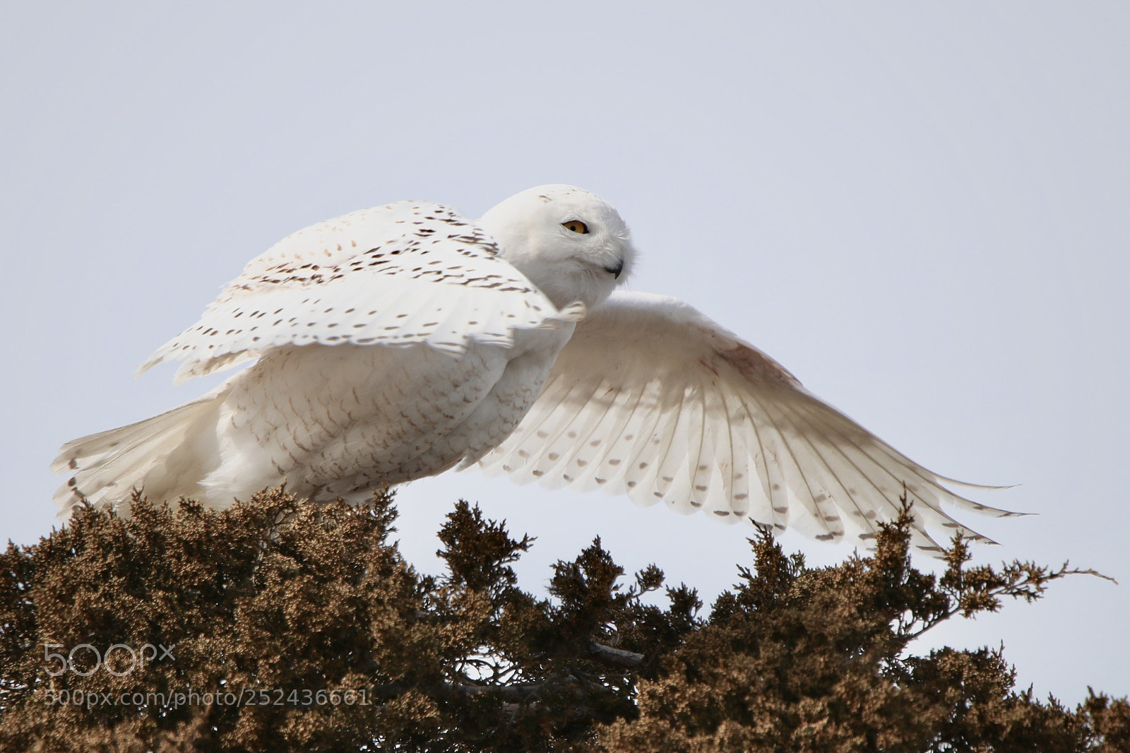 Canon EOS-1D X Mark II sample photo. Spotted lunch photography