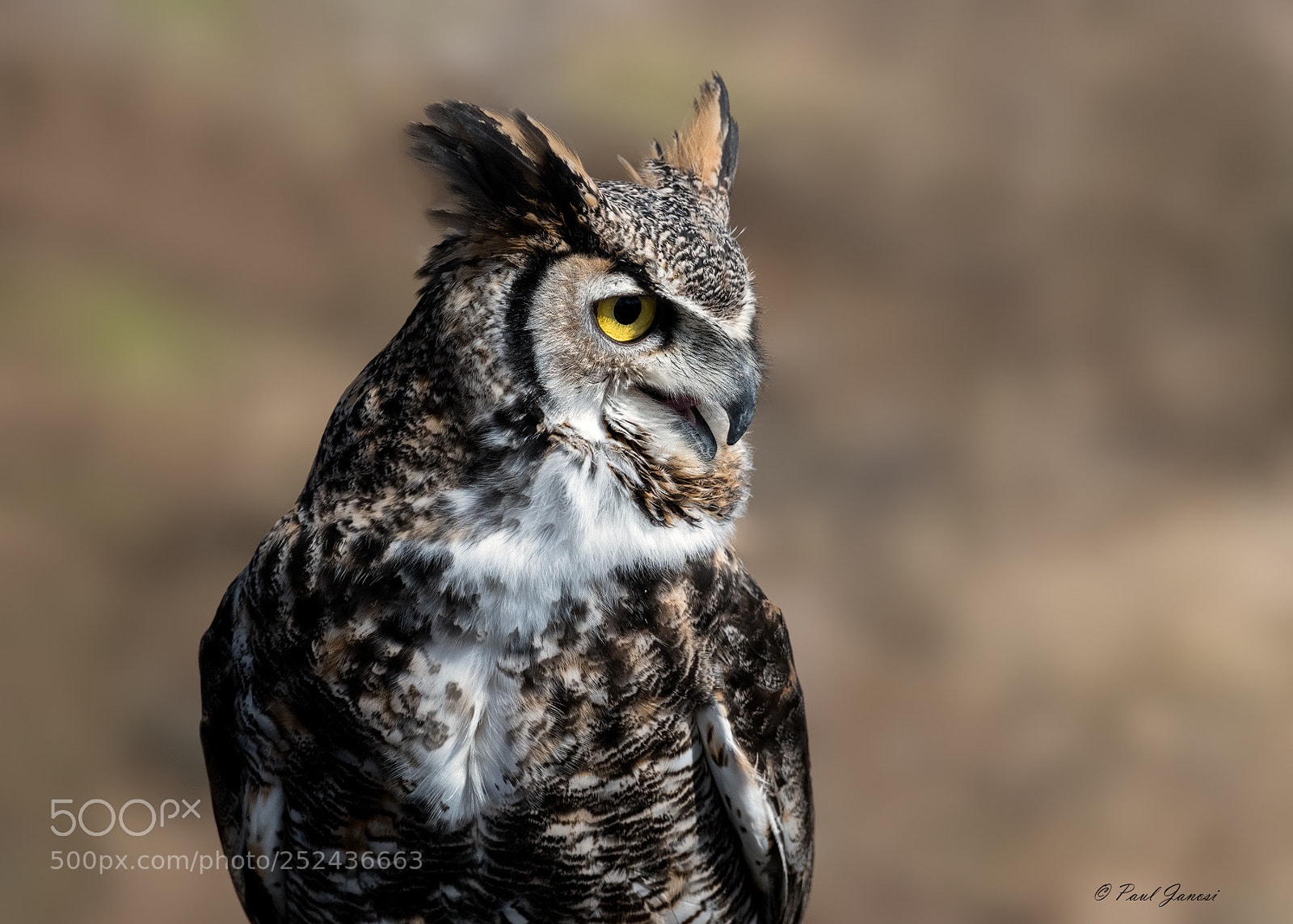 Nikon D850 sample photo. Great horned owl photography