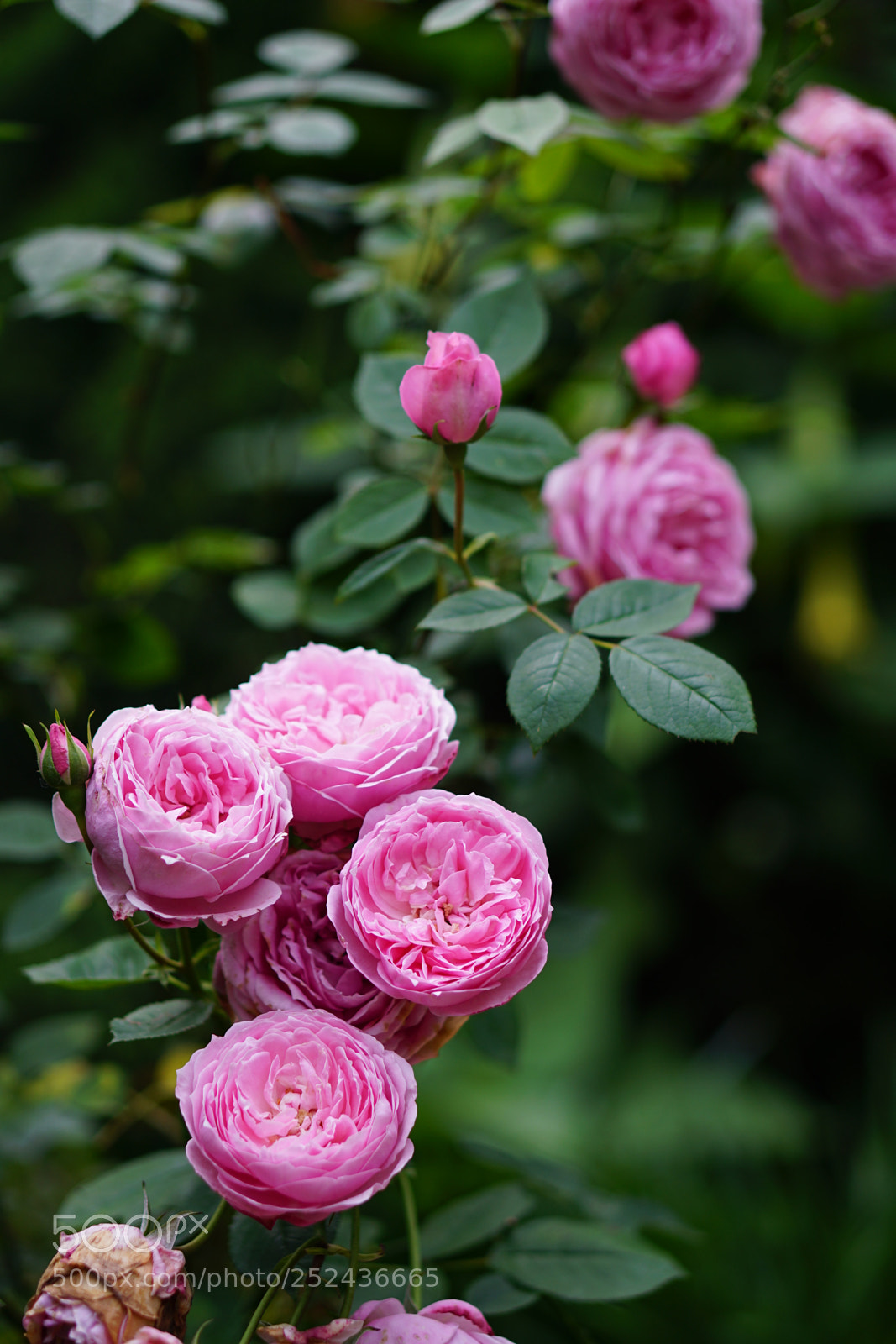 Sony a6300 sample photo. Beautiful flowers photography