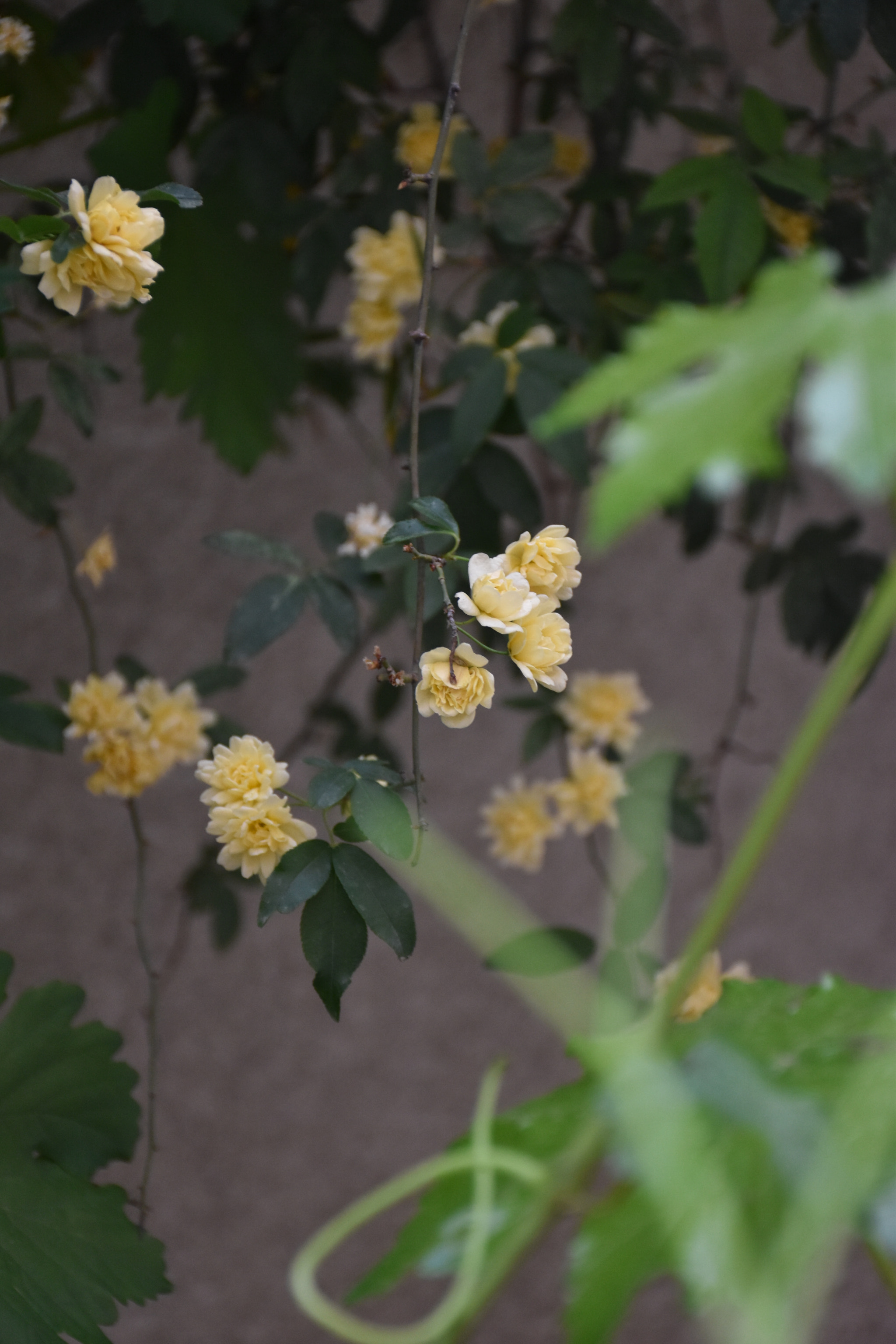 Nikon D5600 sample photo. Flower photography