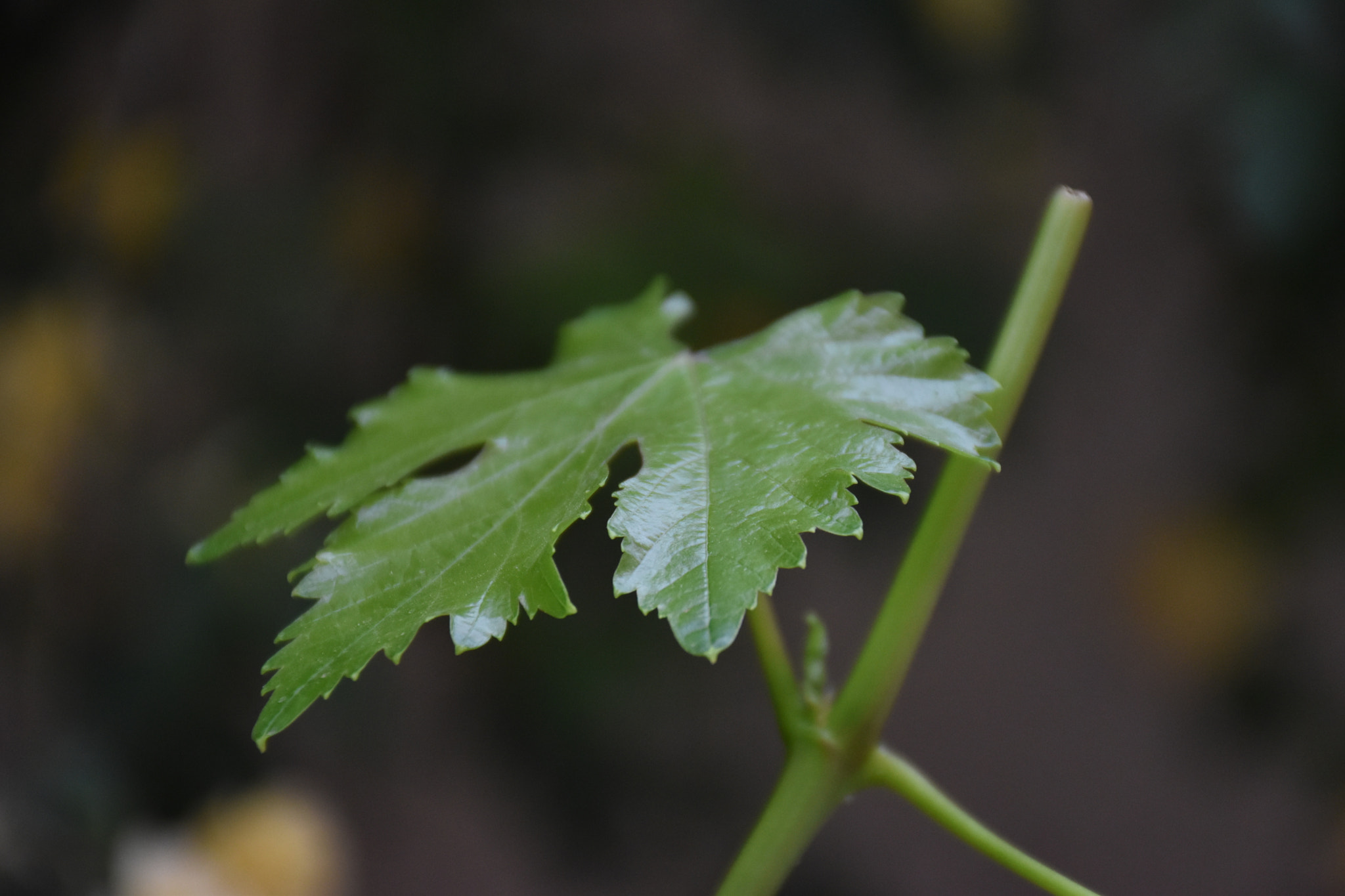 Nikon D5600 sample photo. Grape leave photography