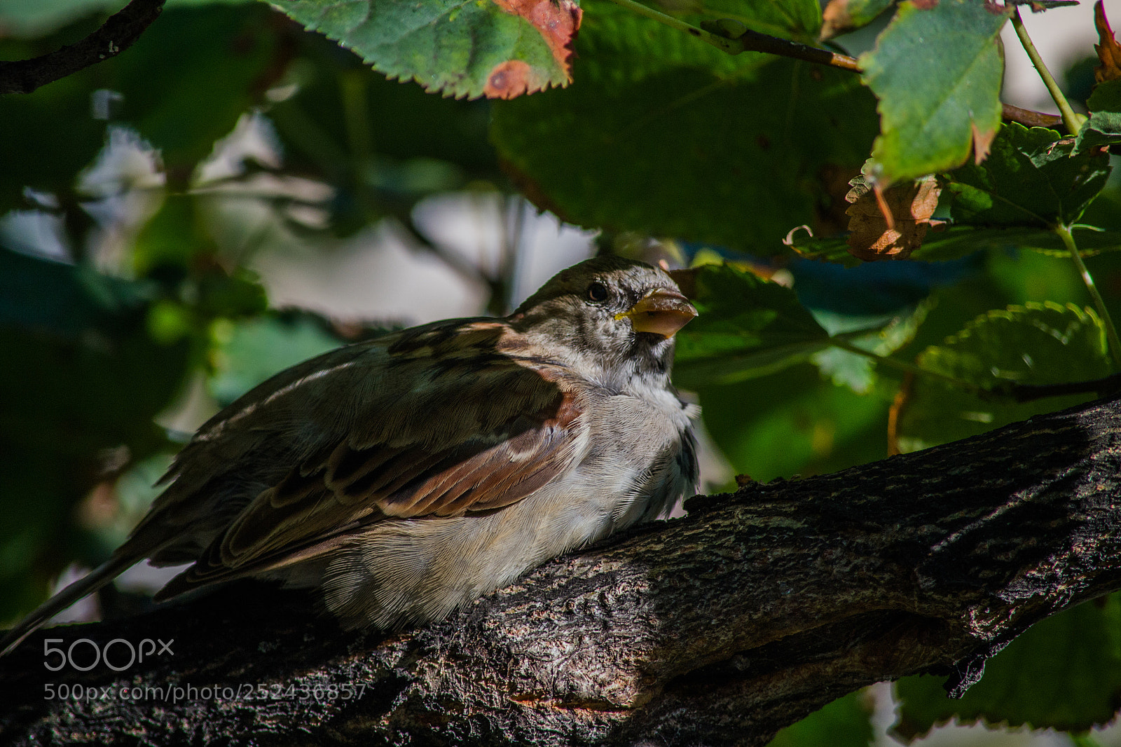 Nikon D3100 sample photo. Mr. sparrow photography