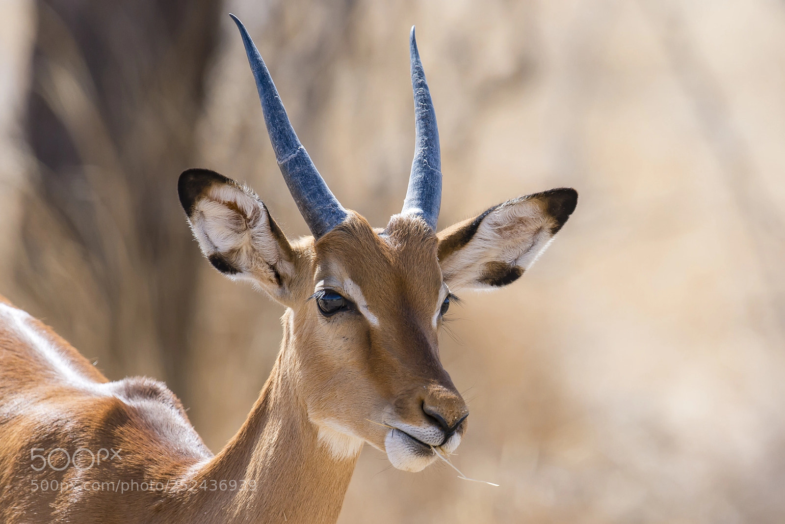 Nikon D800 sample photo. A portrait of the photography