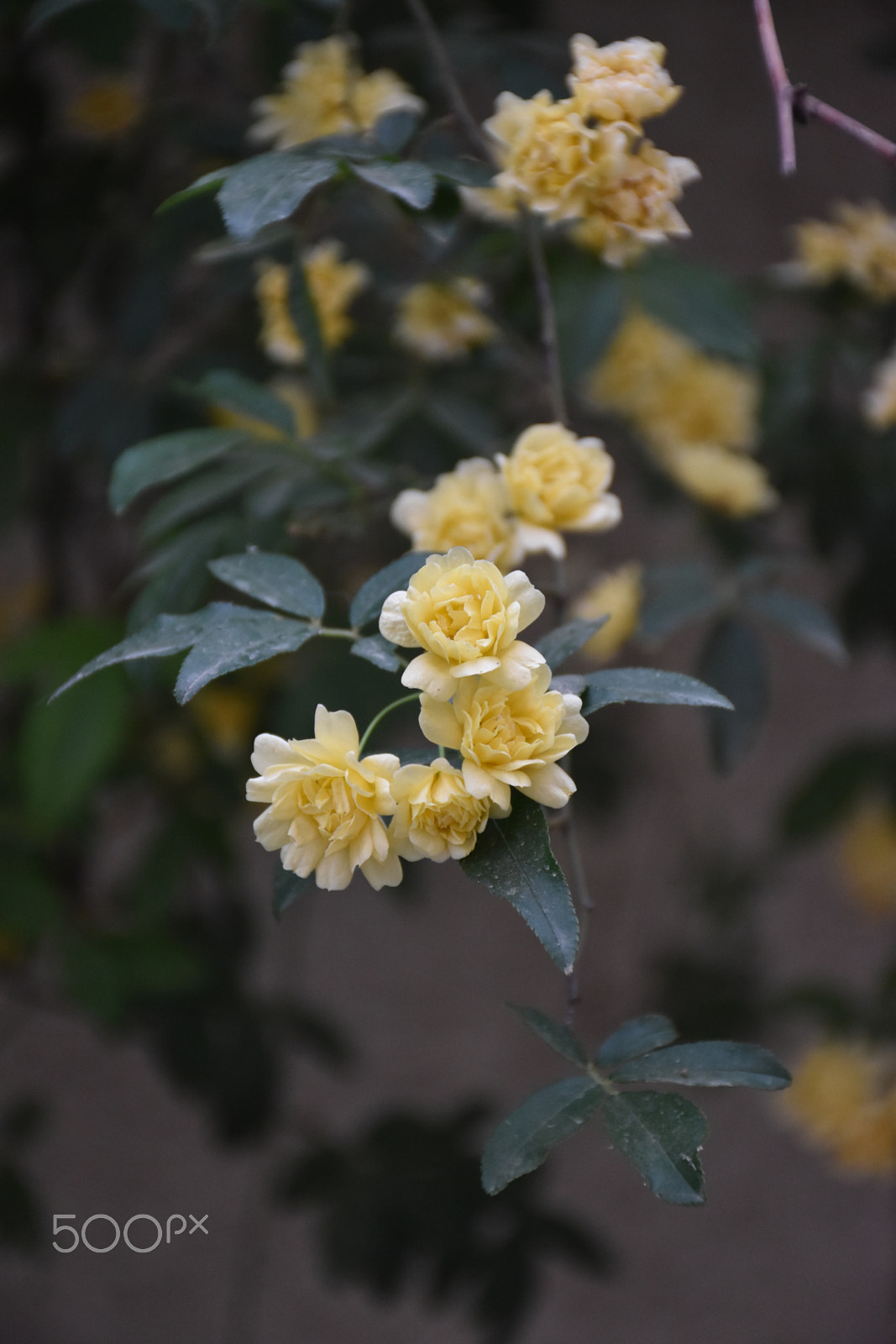 Nikon D5600 sample photo. Golden waterfall flower photography