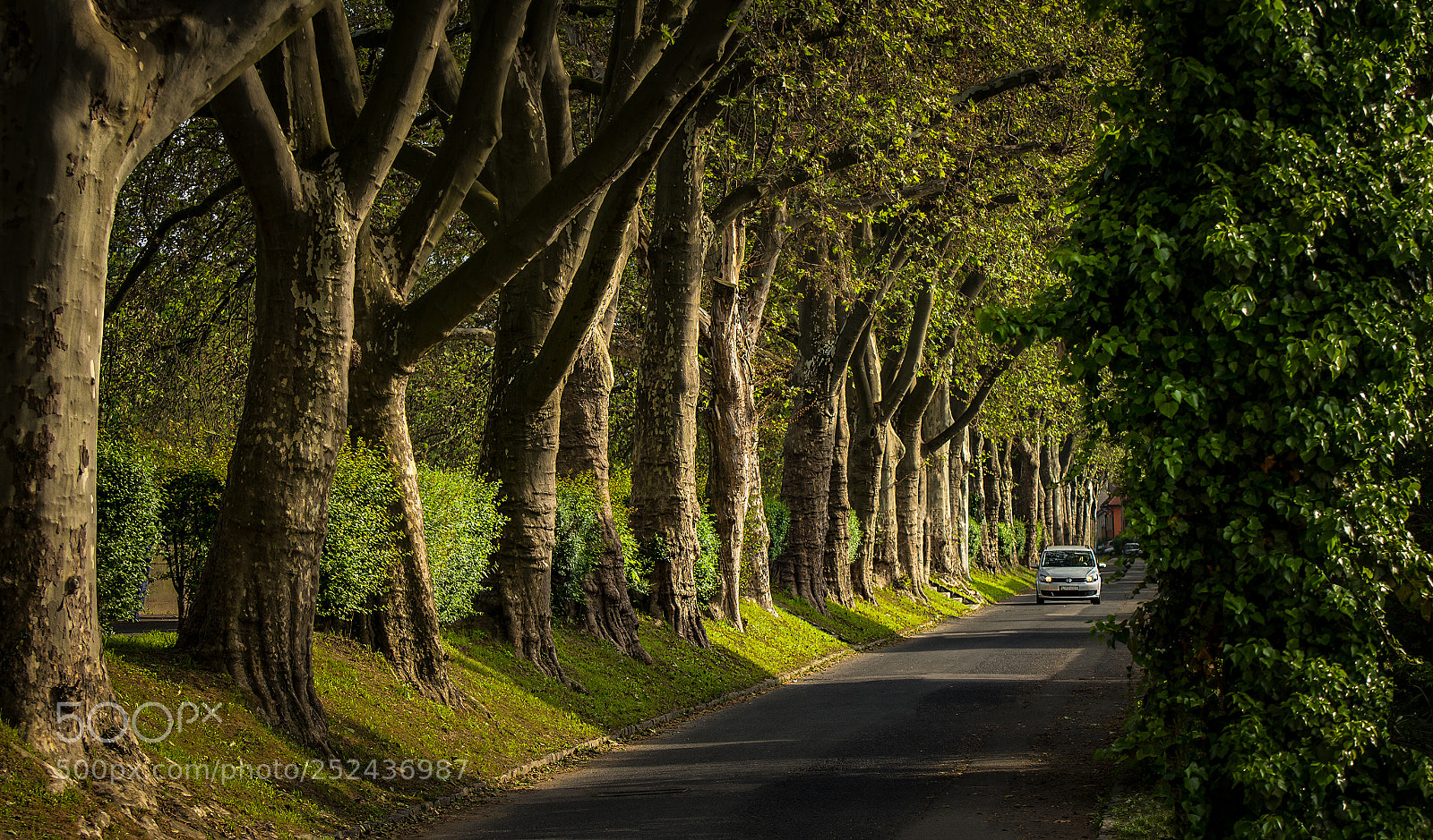 Nikon D7200 sample photo. Tree line in esztergom photography
