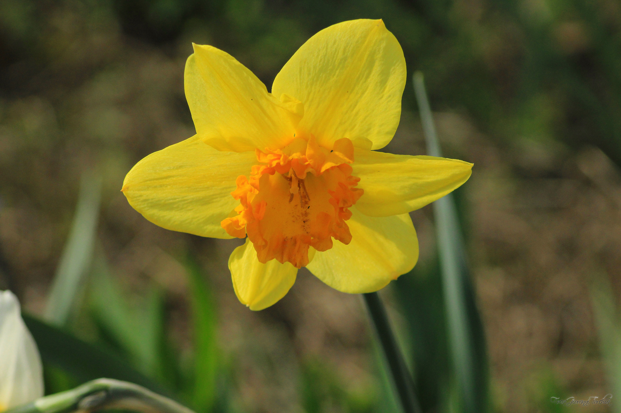 Canon EOS 1200D (EOS Rebel T5 / EOS Kiss X70 / EOS Hi) sample photo. Flower... photography
