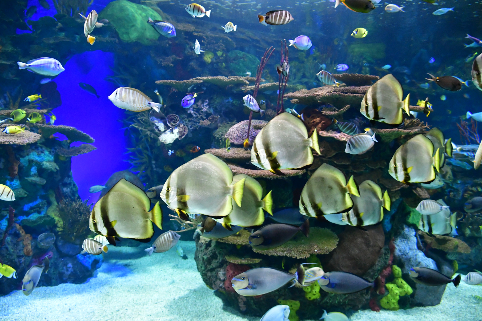Nikon D7500 sample photo. Aqua world  photography