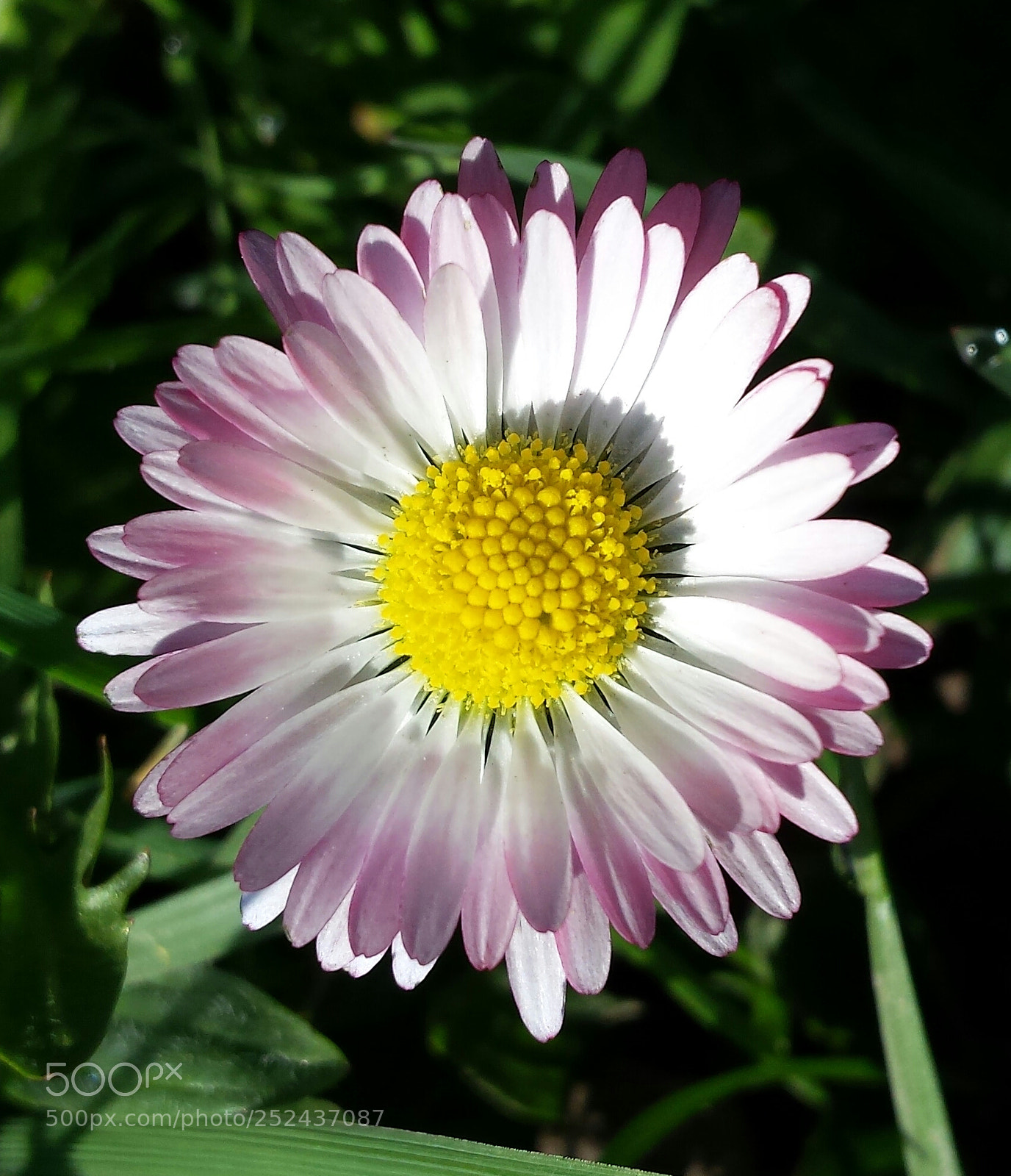 Samsung Galaxy S4 sample photo. Premi re p querette photography