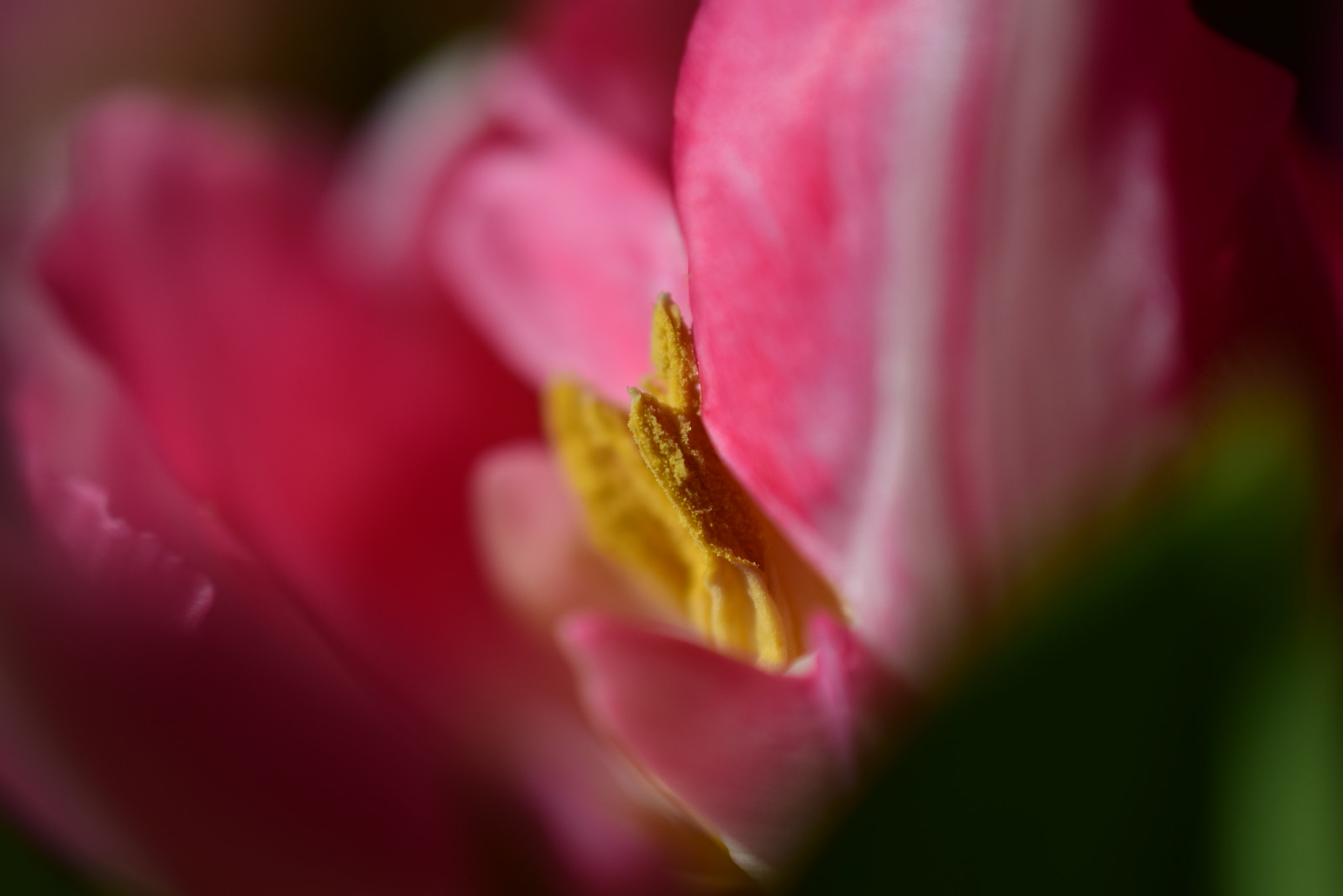 Nikon D5300 + Nikon AF-S DX Micro Nikkor 40mm F2.8 sample photo. Heart of tulip / spring 2018 photography