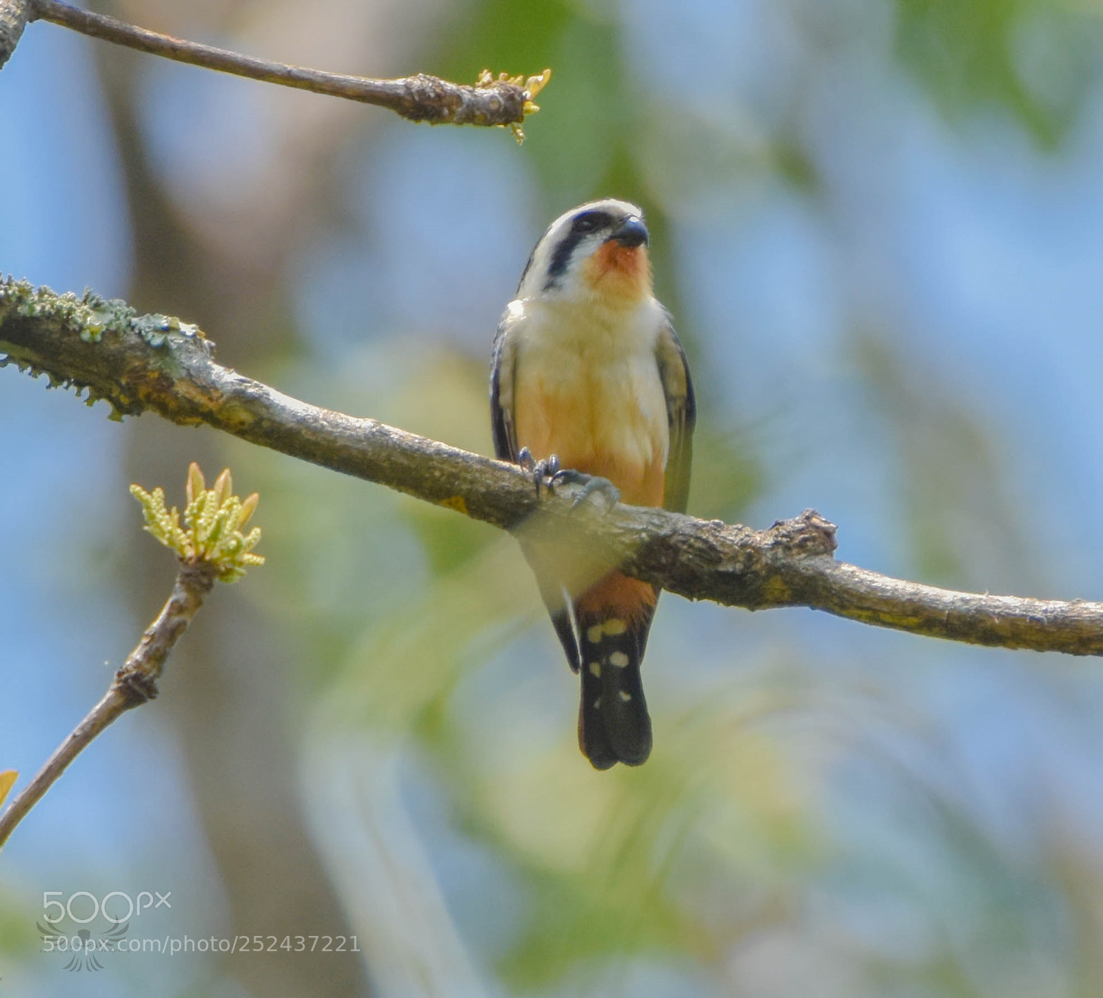 Nikon D7200 sample photo. Collared falconet photography