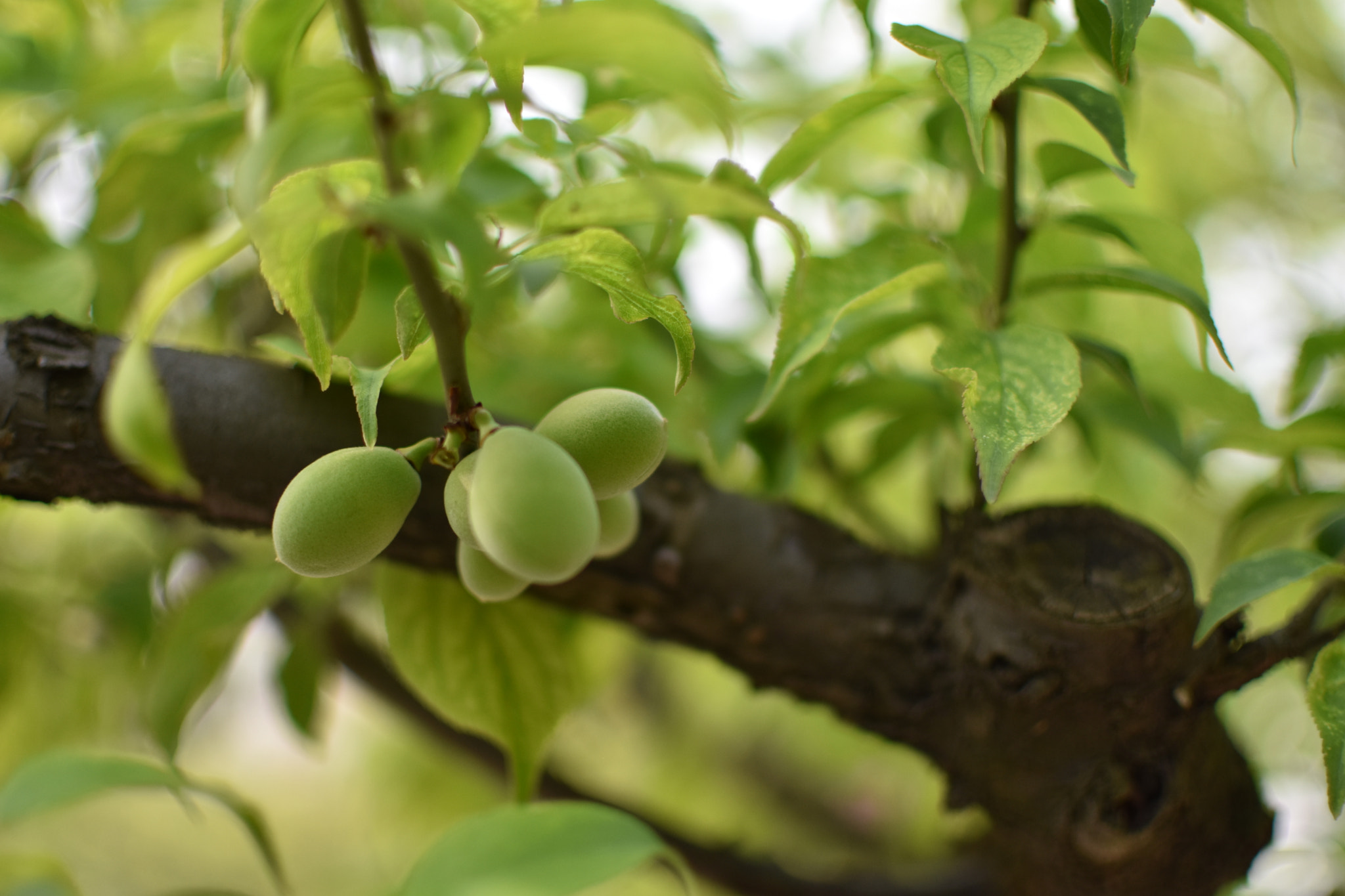 Nikon D3400 + Nikon AF-S DX Nikkor 35mm F1.8G sample photo. 上海植物园 photography
