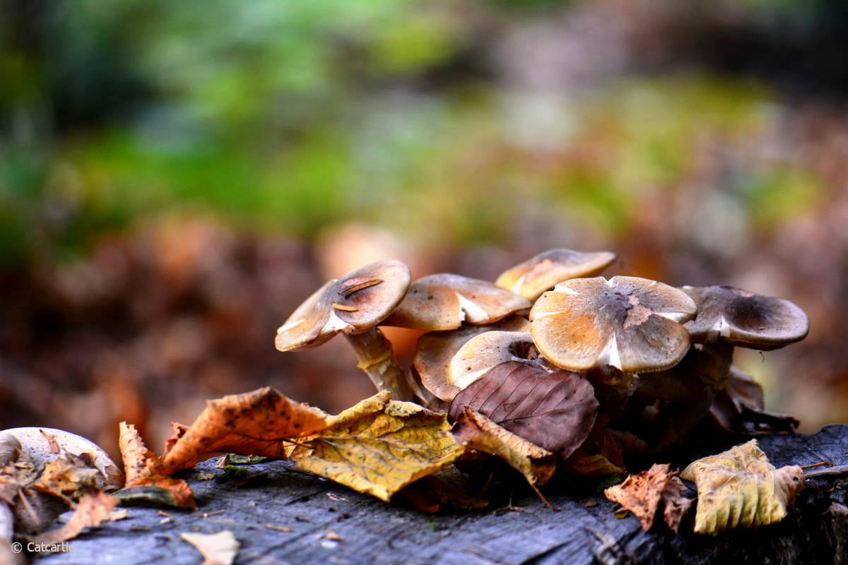 Nikon AF-S Micro-Nikkor 105mm F2.8G IF-ED VR sample photo. Couleurs d'automne photography