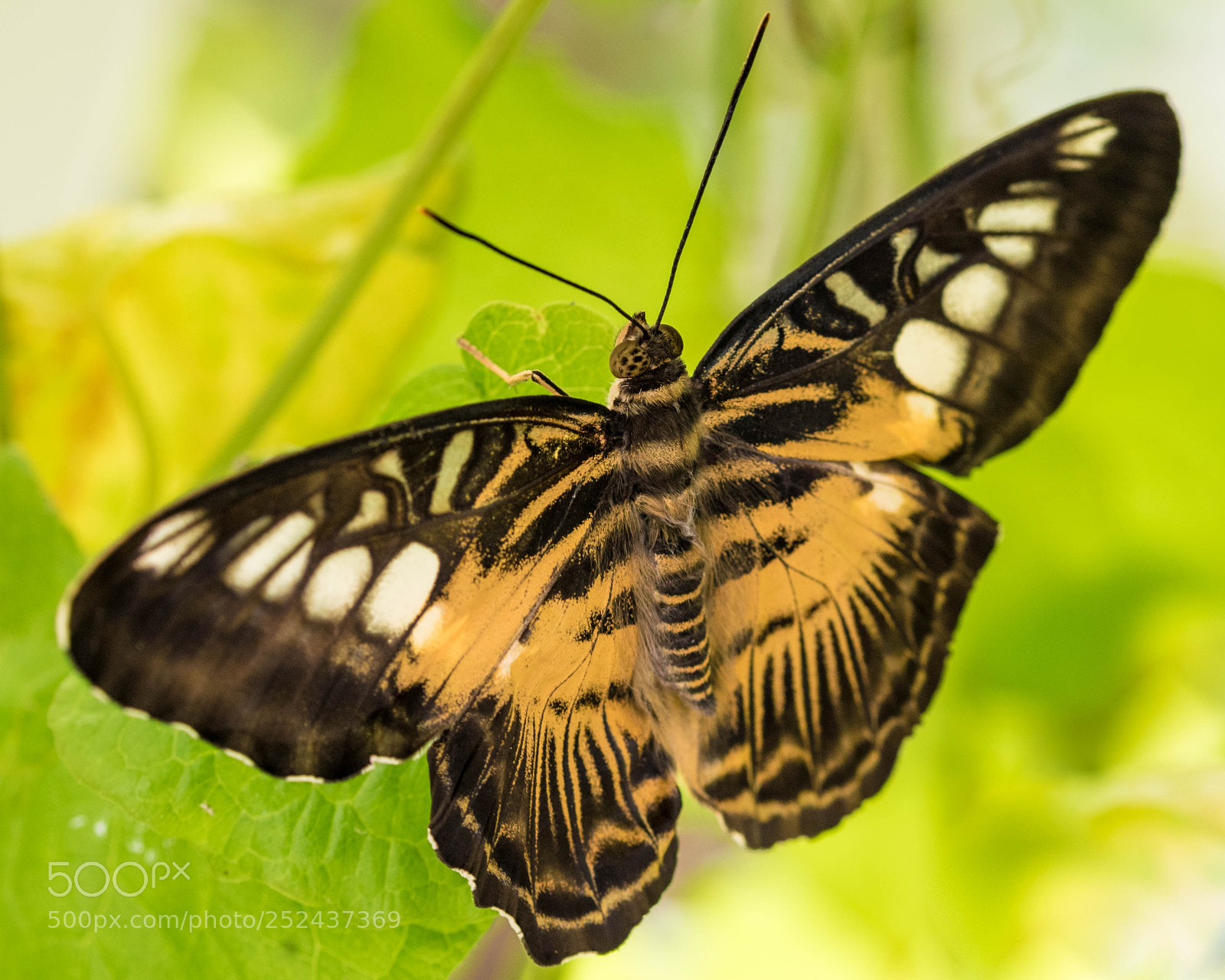 Nikon D5300 sample photo. Brauner segelfalter photography