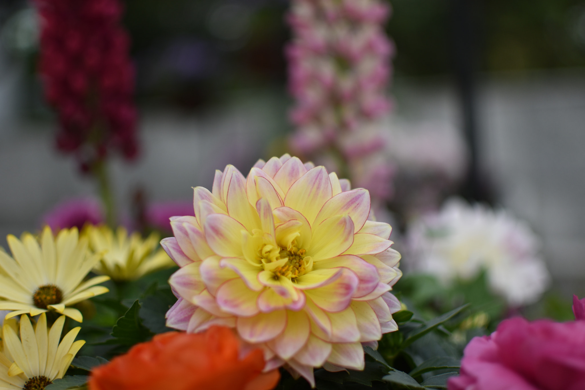 Nikon AF-S DX Nikkor 35mm F1.8G sample photo. 上海植物园 photography
