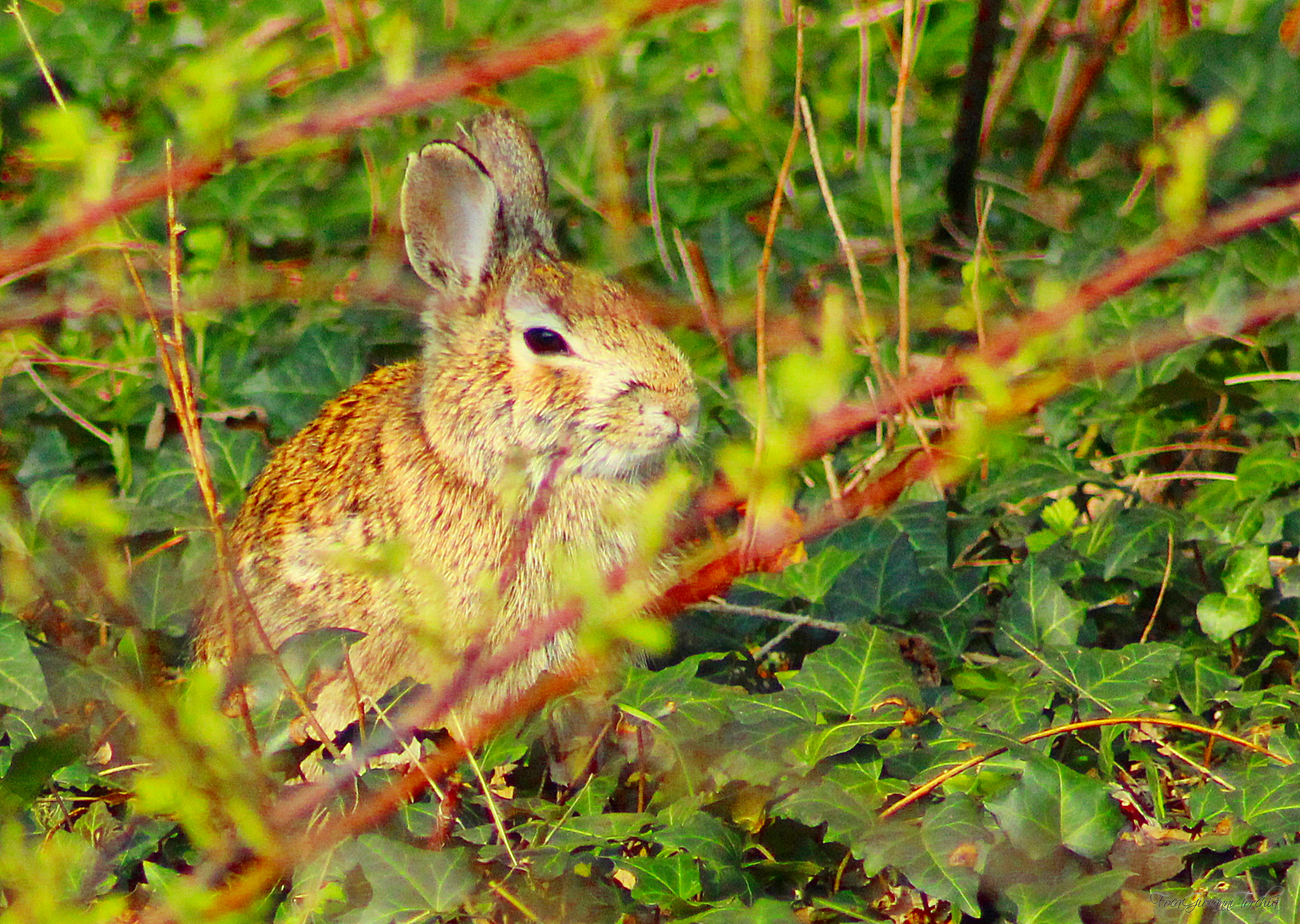 Canon EOS 1200D (EOS Rebel T5 / EOS Kiss X70 / EOS Hi) sample photo. Hare undermines... photography