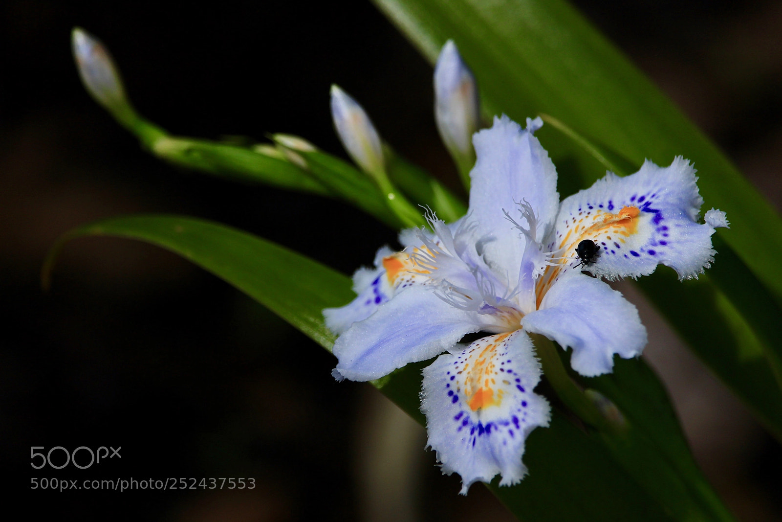 Canon EOS 700D (EOS Rebel T5i / EOS Kiss X7i) sample photo. A cute mole... photography