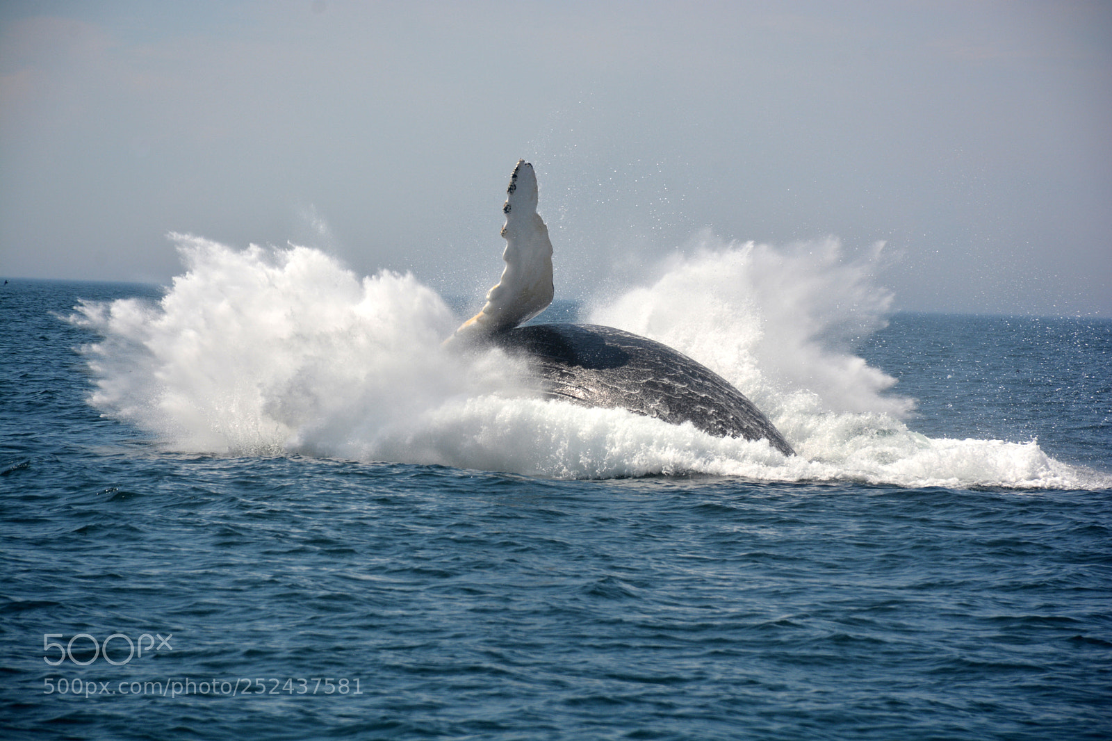 Nikon D7100 sample photo. Whale photography
