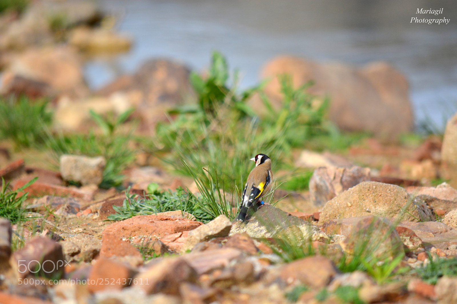 Nikon D5200 sample photo. Jilguero photography